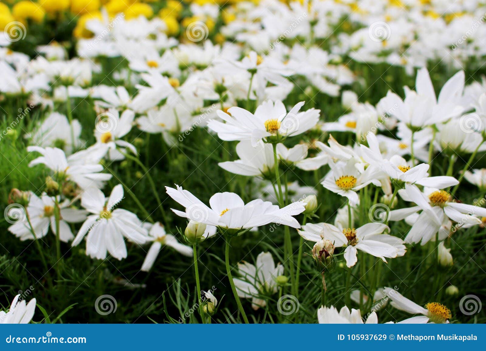 As Flores Brancas Bonitas Do Cosmos E O Cravo-de-defunto Amarelo Florescem  No Jardim Fresco Imagem de Stock - Imagem de jardim, fresco: 105937629