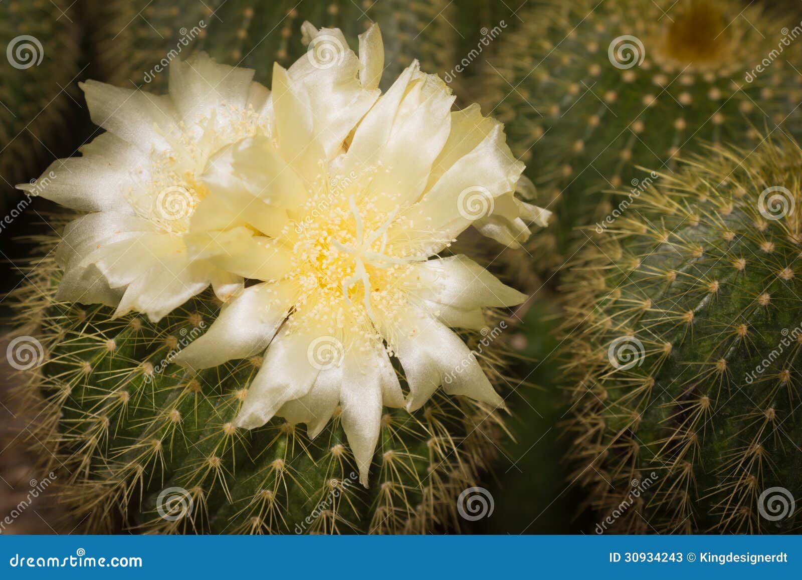 As Flores Brancas De Cactos Do Echinocactus Imagem de Stock - Imagem de  cactos, naughty: 30934243