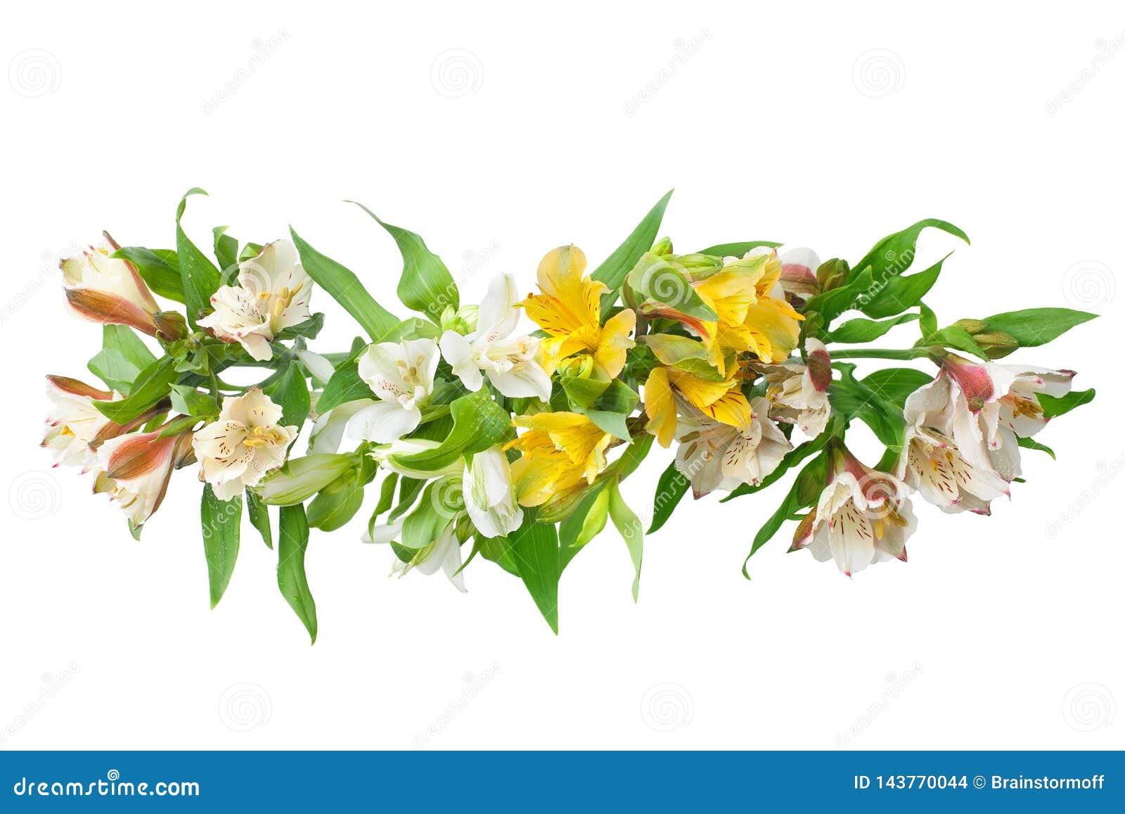 As Flores Brancas E Amarelas Do Alstroemeria Ramificam O Fundo Branco No  Fim Isolado Acima Foto de Stock - Imagem de multicolorido, linha: 143770044