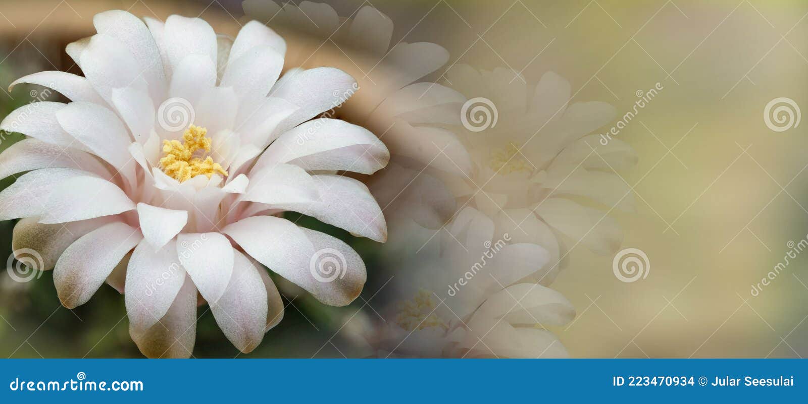 As Flores Cor-de-rosa Dos Cactos De Uma Bela Creche Estão Em Plena  Floração. Foto de Stock - Imagem de detalhe, nave: 223470934
