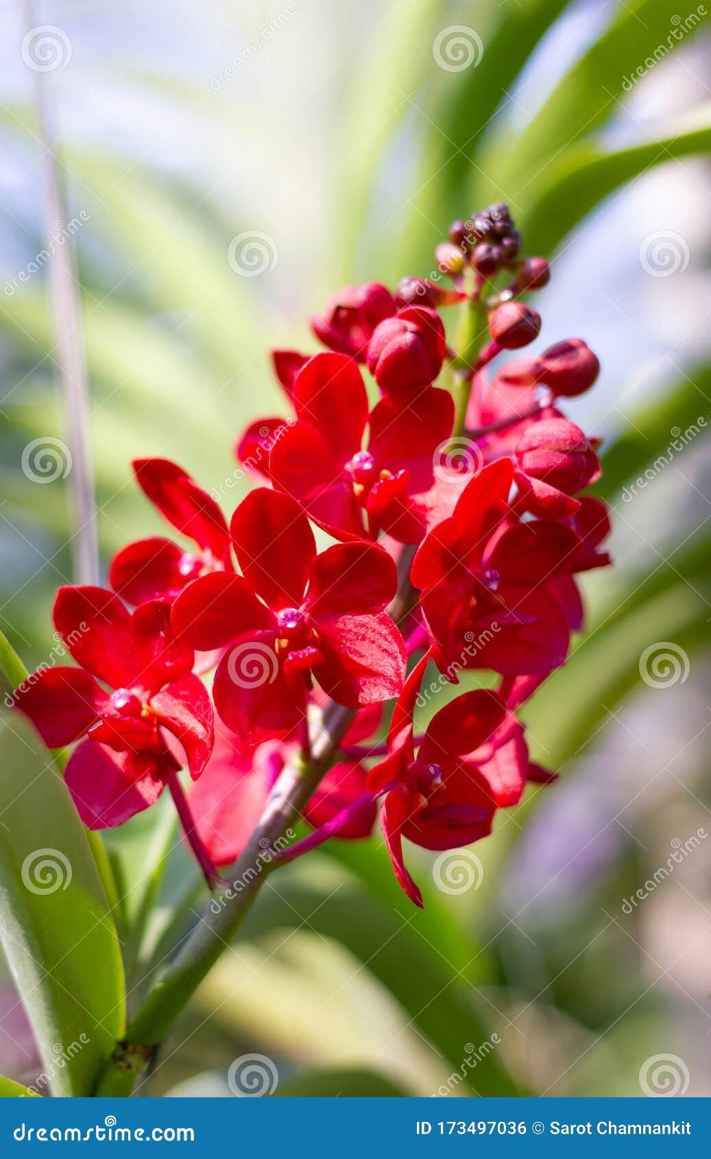 As Flores Da Orquídea Vermelha Florescem Lindamente Numa árvore. Foto de  Stock - Imagem de exterior, nave: 173497036