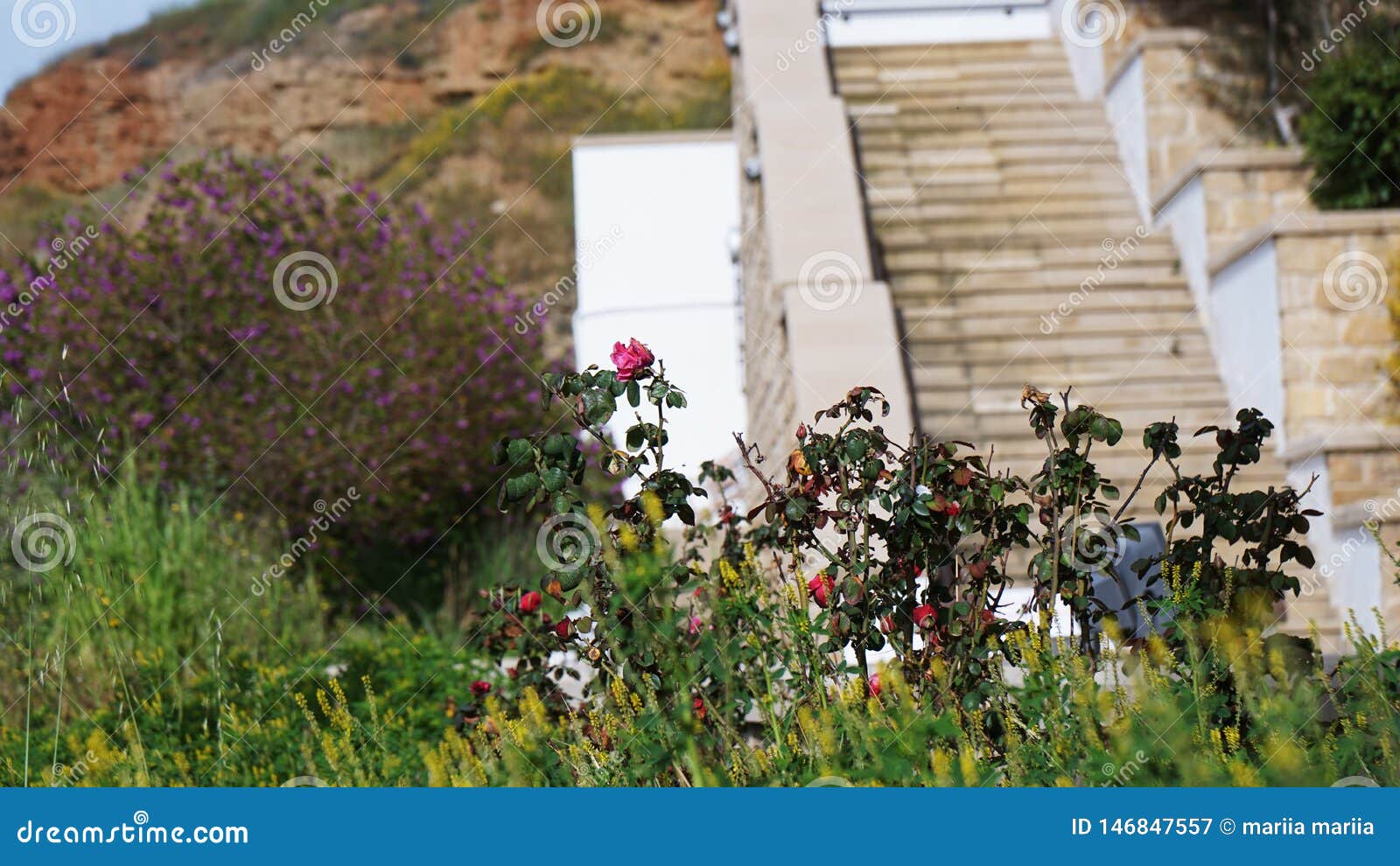 As flores da vegetação no fundo das escadas de pedra em Chipre. As flores da vegetação no fundo das escadas de pedra na erva do verde da flora da natureza de Chipre