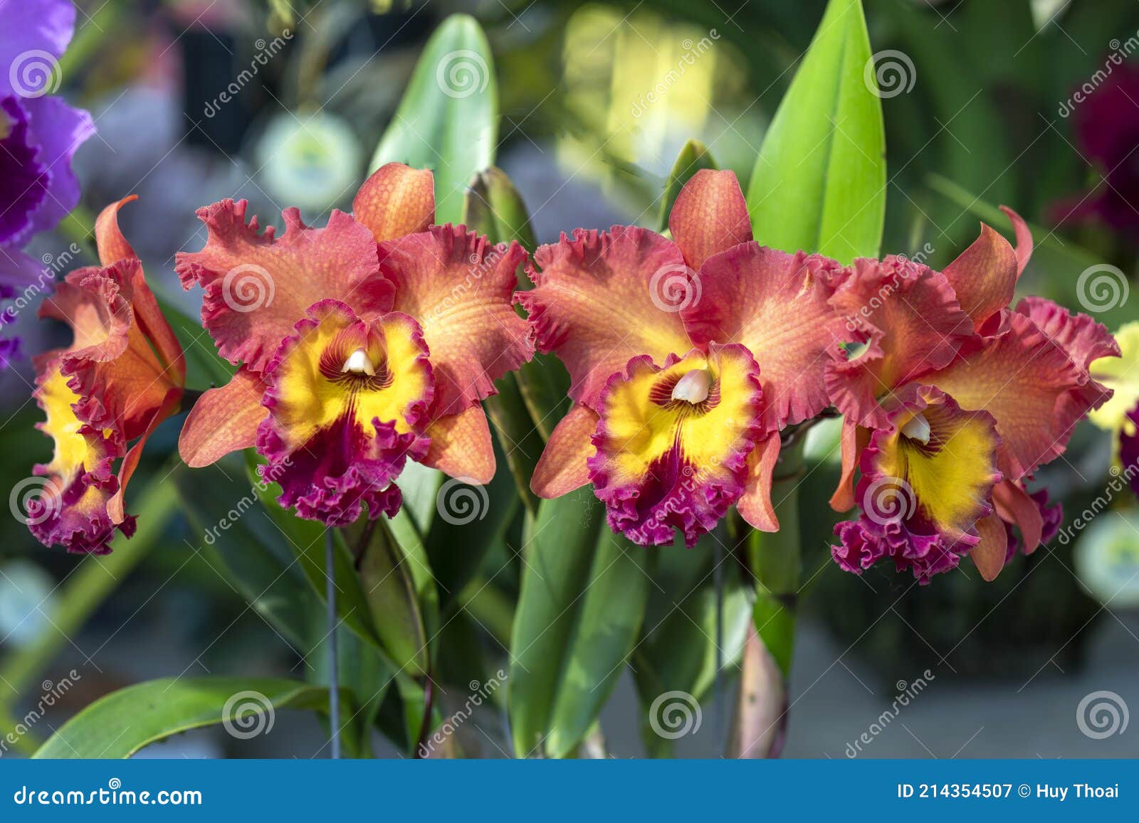 As Flores De Cattleya Labiata Florescem No Sol Da Primavera Imagem de Stock  - Imagem de luxo, completamente: 214354507