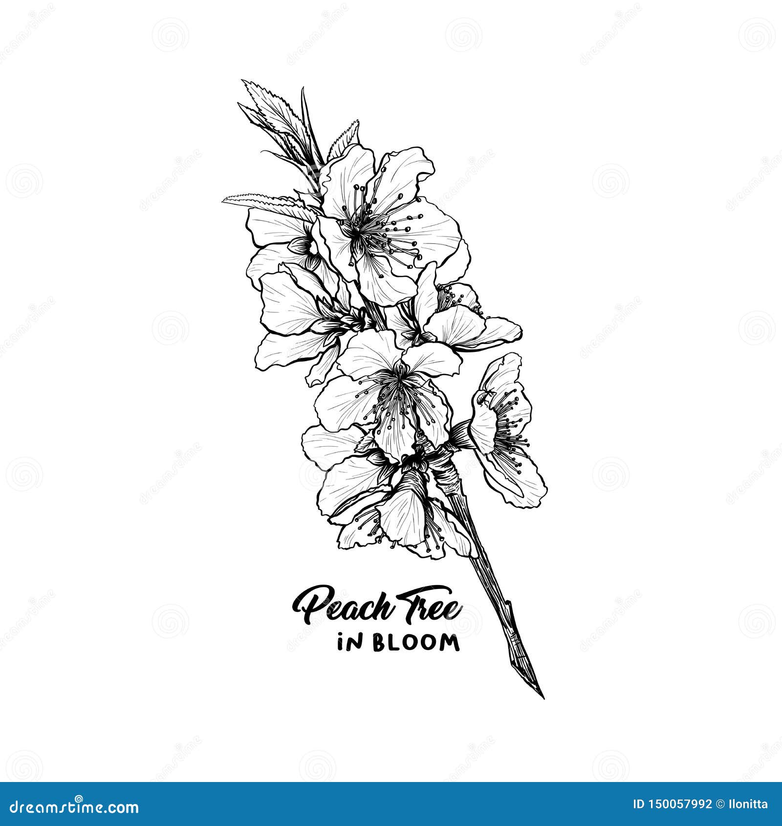 aguarela foto Câmera com flores esboço estilo ilustração, mão empate,  rabisco, retrô, vintage. ícone, logotipo, imprimir, sublimação, clipart. ai  gerado 25879214 Foto de stock no Vecteezy