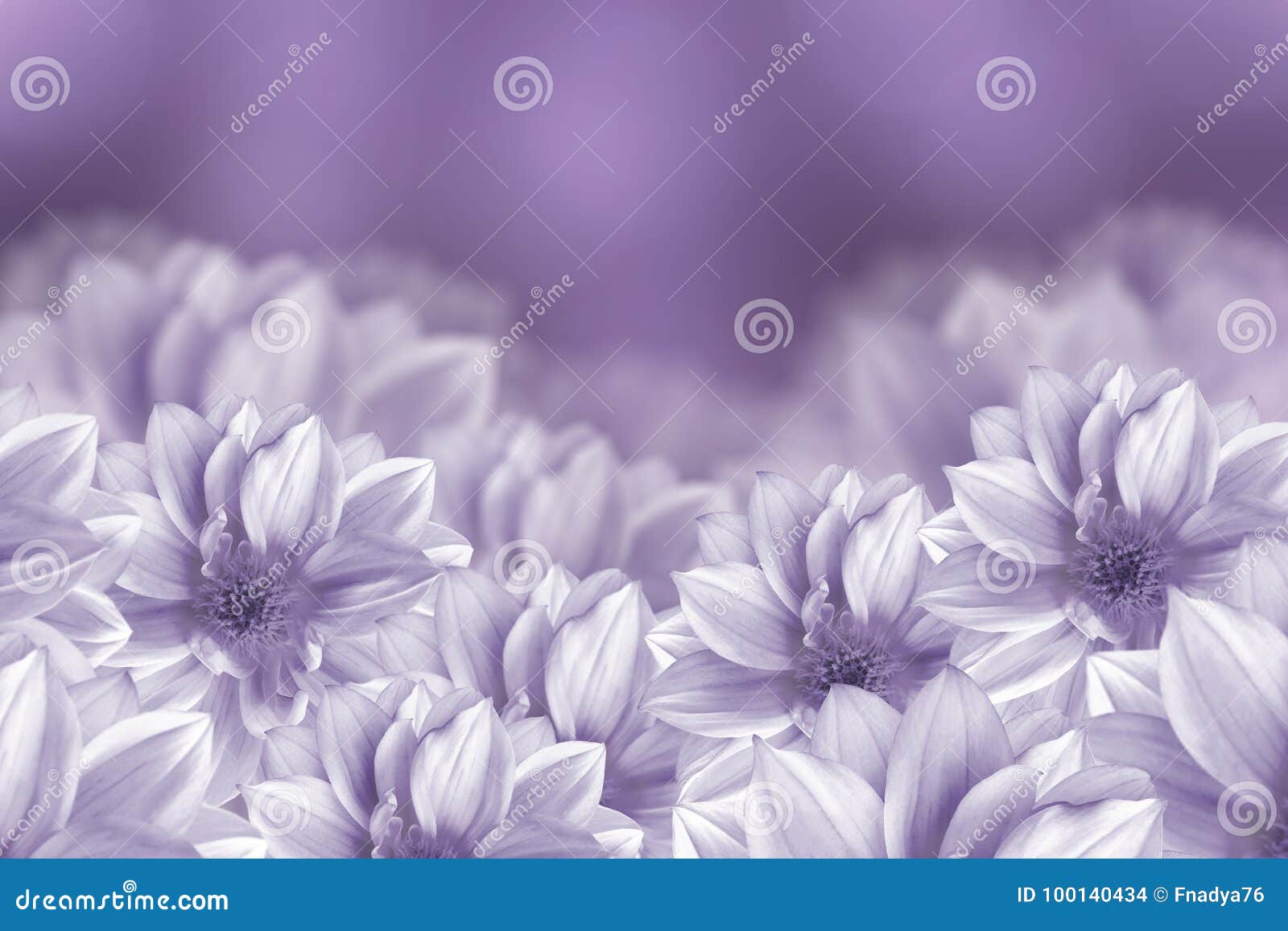 As Flores São Dálias Brancas Em Um Fundo Roxo Composição Da Flor Foto de  Stock - Imagem de flor, exterior: 100140434