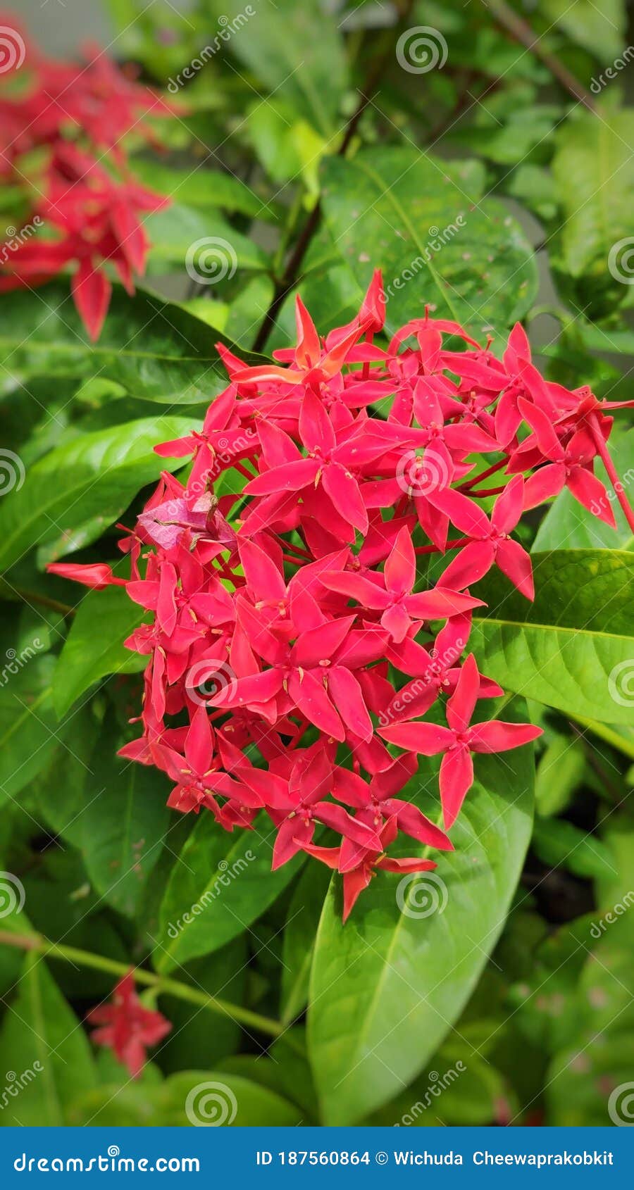 As Flores Vermelhas Ixora São Flores E Ervas Coloridas. Foto de Stock -  Imagem de jardim, flora: 187560864