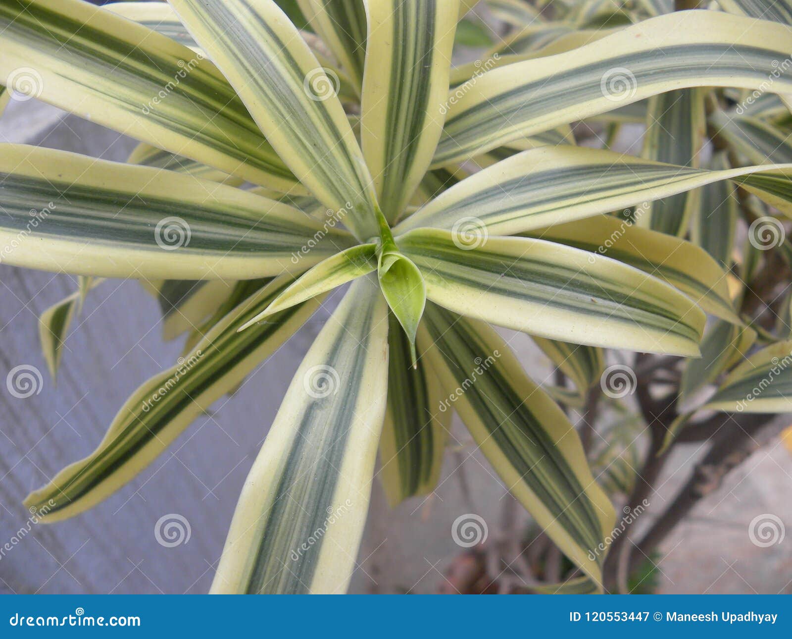 As Folhas Verdes E Amarelas Do Anão Variegated a Planta Do Lírio Do Linho  Imagem de Stock - Imagem de textura, floresta: 120553447