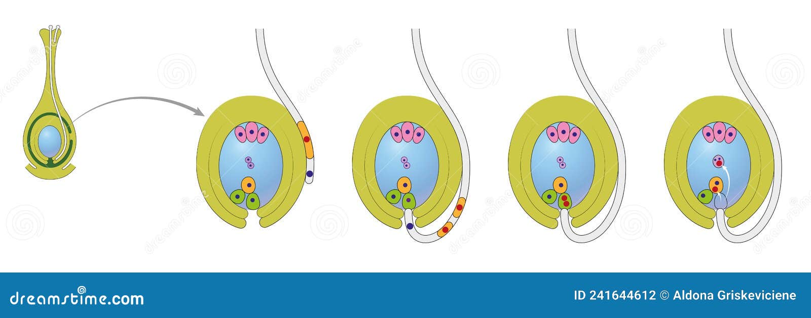 diagram of life cycle of flowering plant with double fertilization