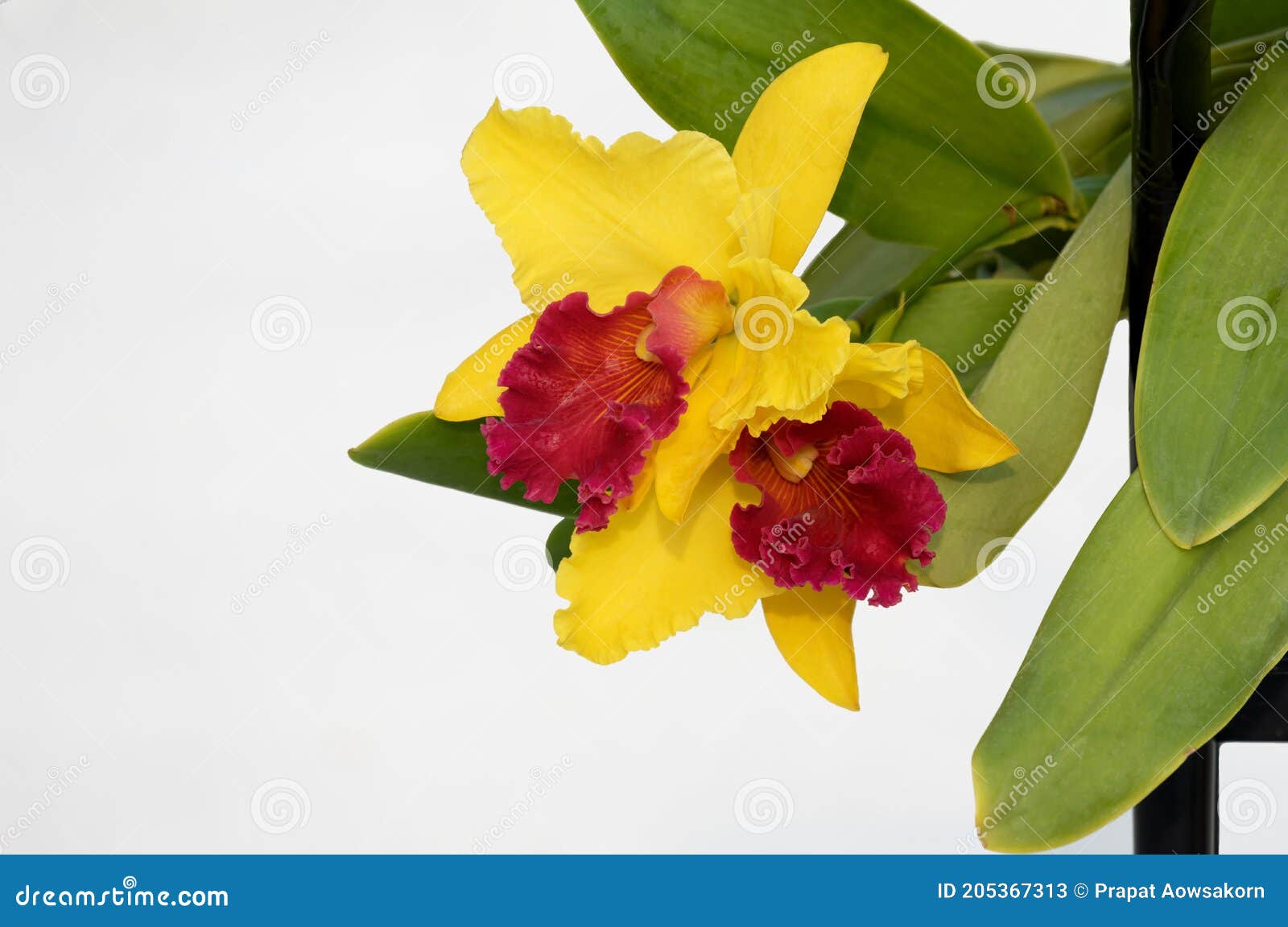 As Orquídeas Amarelas E Vermelhas Da Cattleya Florescem Com Folhas Verdes  Na Prateleira De Aço Preto Em Branco Isolado Imagem de Stock - Imagem de  fenda, flora: 205367313