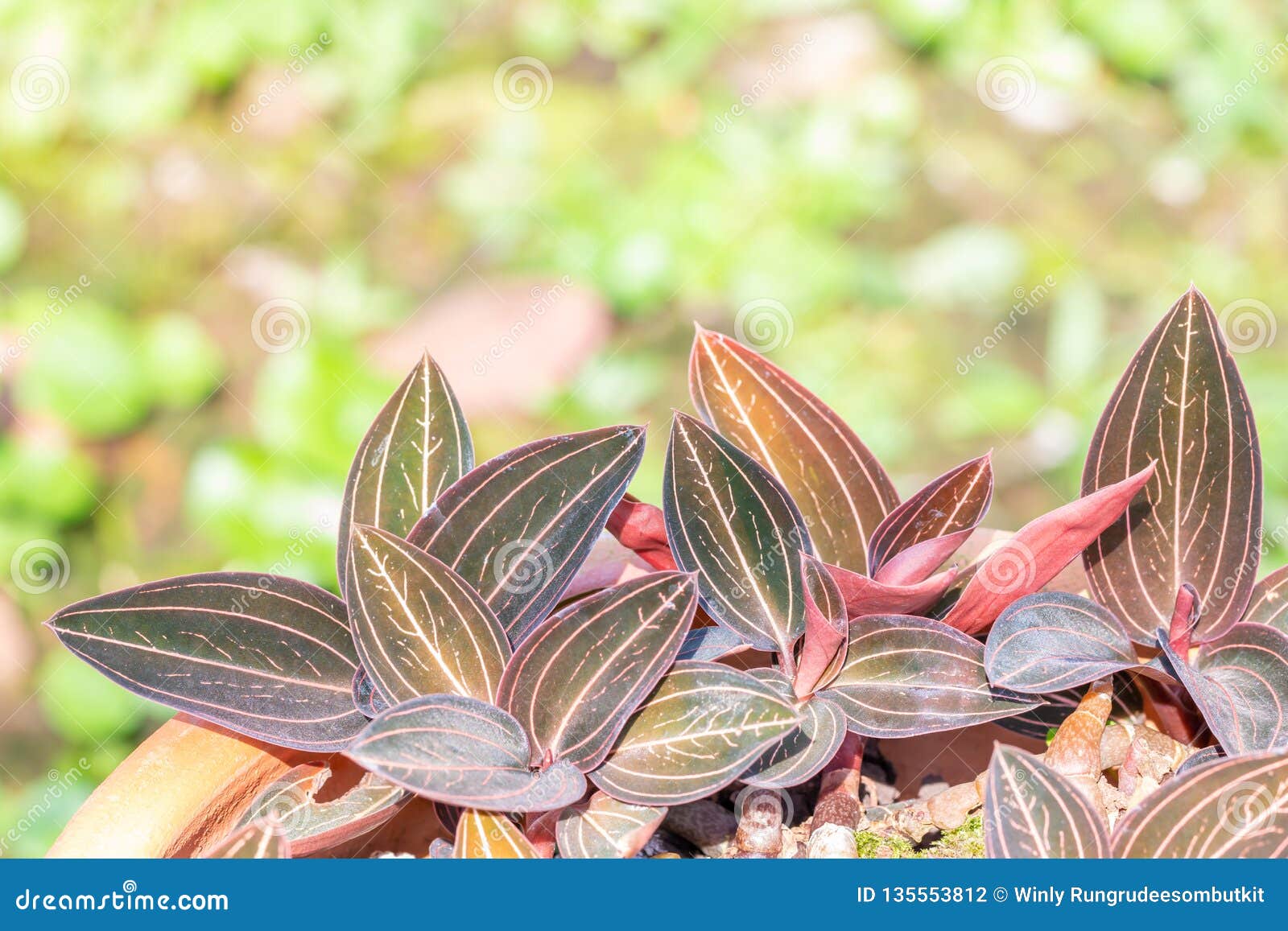 As Plantas Decorativas, Orquídea-Ludisia Da Joia Descoloram-se Foto de  Stock - Imagem de tropical, macro: 135553812