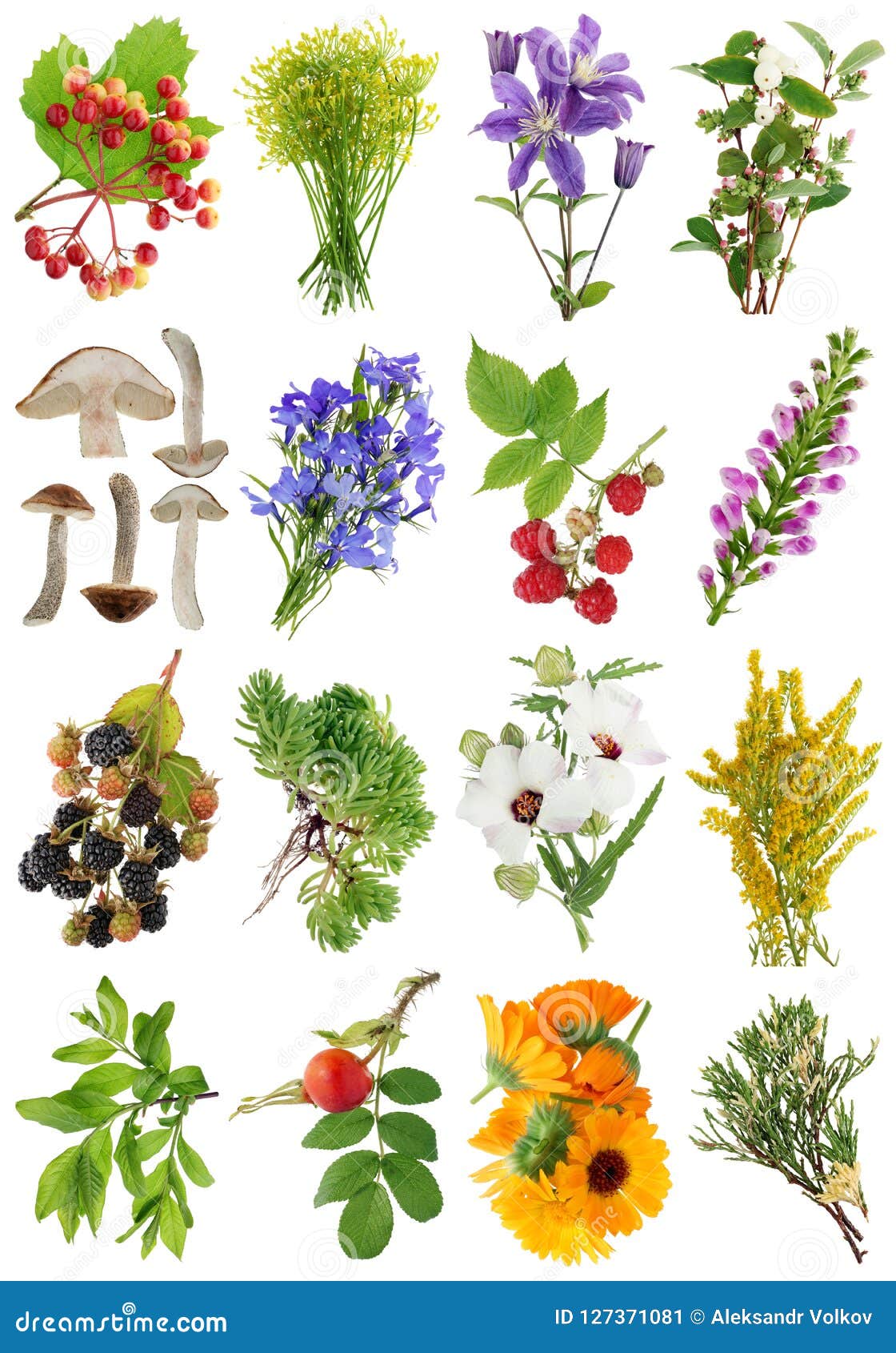 As Plantas E As Flores Europeias Do Verão De Agosto Ajustaram 1 Isolado  Imagem de Stock - Imagem de pinho, margarida: 127371081