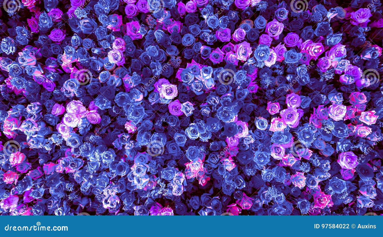 As Rosas Azuis Naturais Bonitas Florescem O Fundo Para a Bandeira Das  Ocasiões Especiais Foto de Stock - Imagem de valentina, fundo: 97584022
