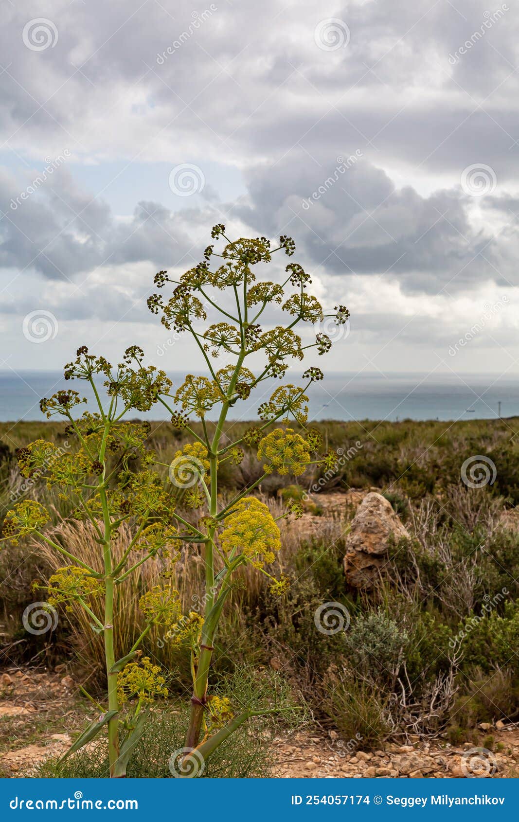 Asafoetida Flower with Lady Bird on it Stock Photo Image of natural