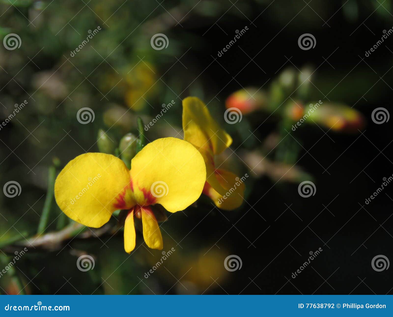 Asas de Pultenaea. Macro de uma espécie de Pultanaea & de um x28; um legume& selvagem x29 de NSW; no arbusto do parque nacional da perseguição do Ku-anel-gai, incandescendo amarelo na luz solar