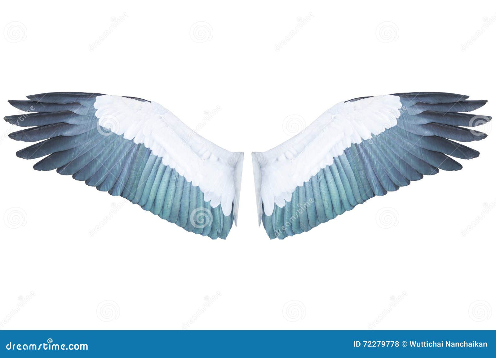 Asas De Pássaro Isoladas Sobre Fundo Branco Foto de Stock - Imagem de  pureza, projeto: 72279778, image size:1600x1157