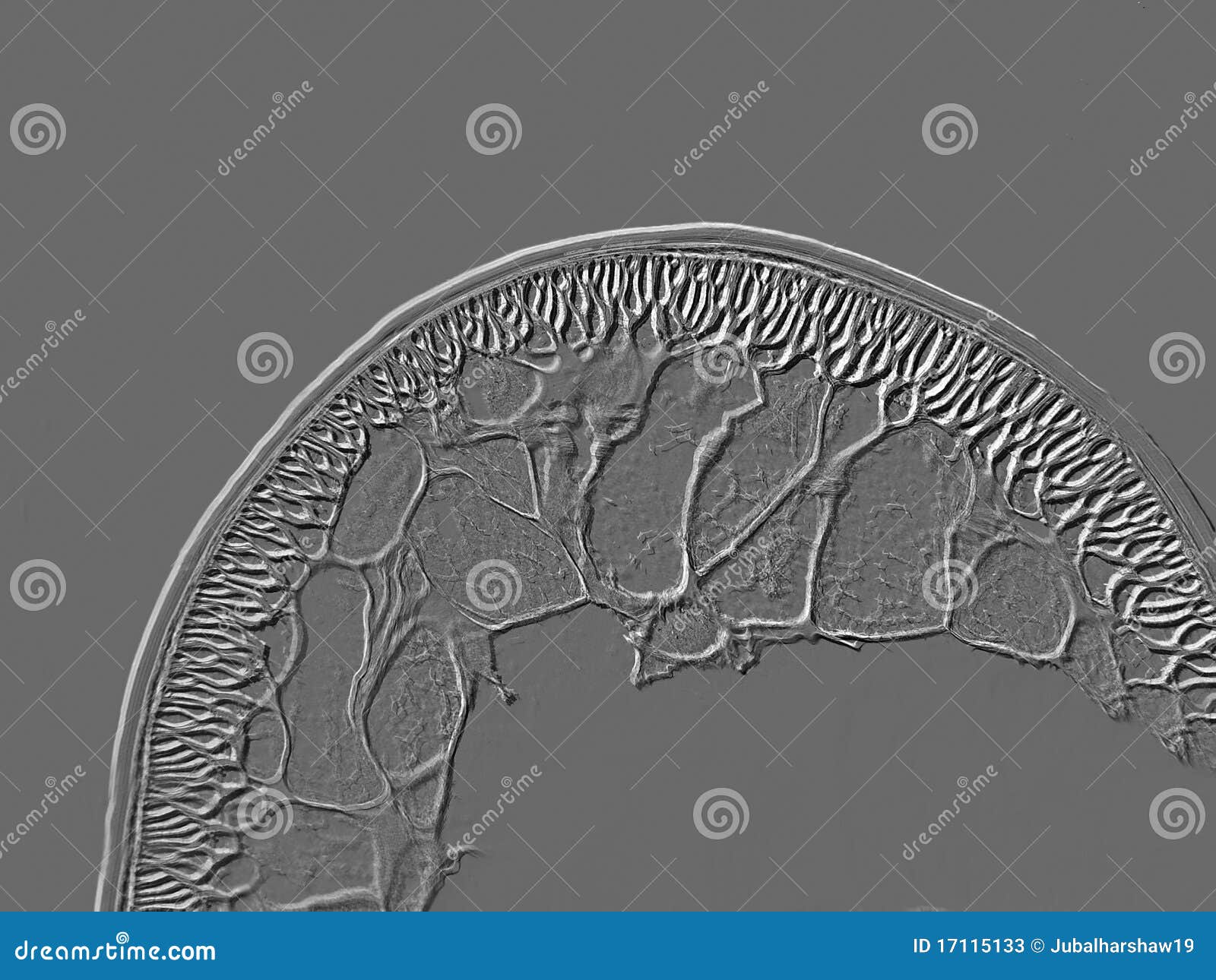 ascaris cuticle 100x