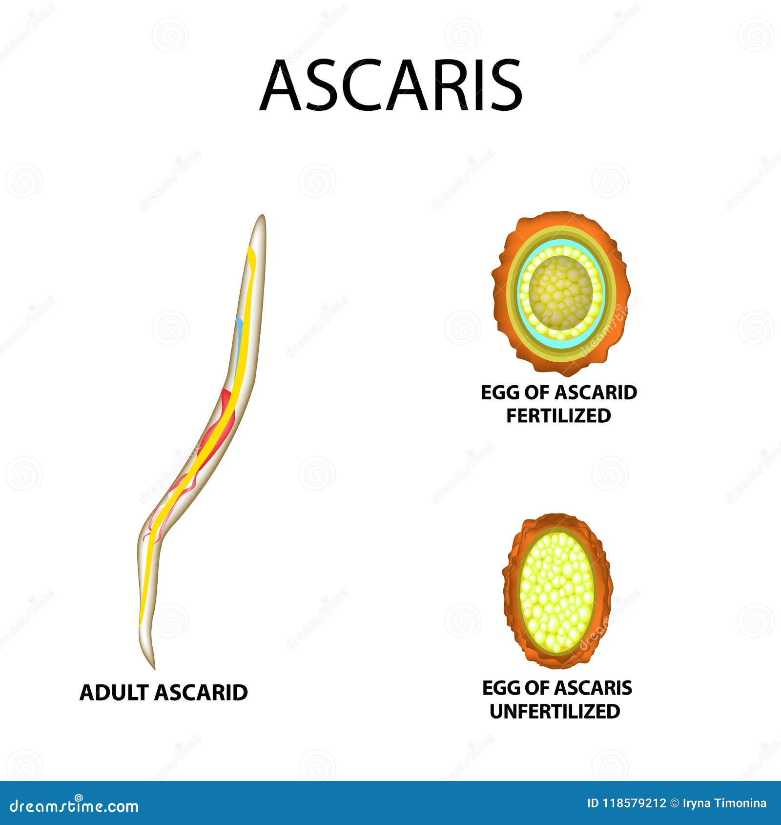 Ascaris Lumbricoides Classification