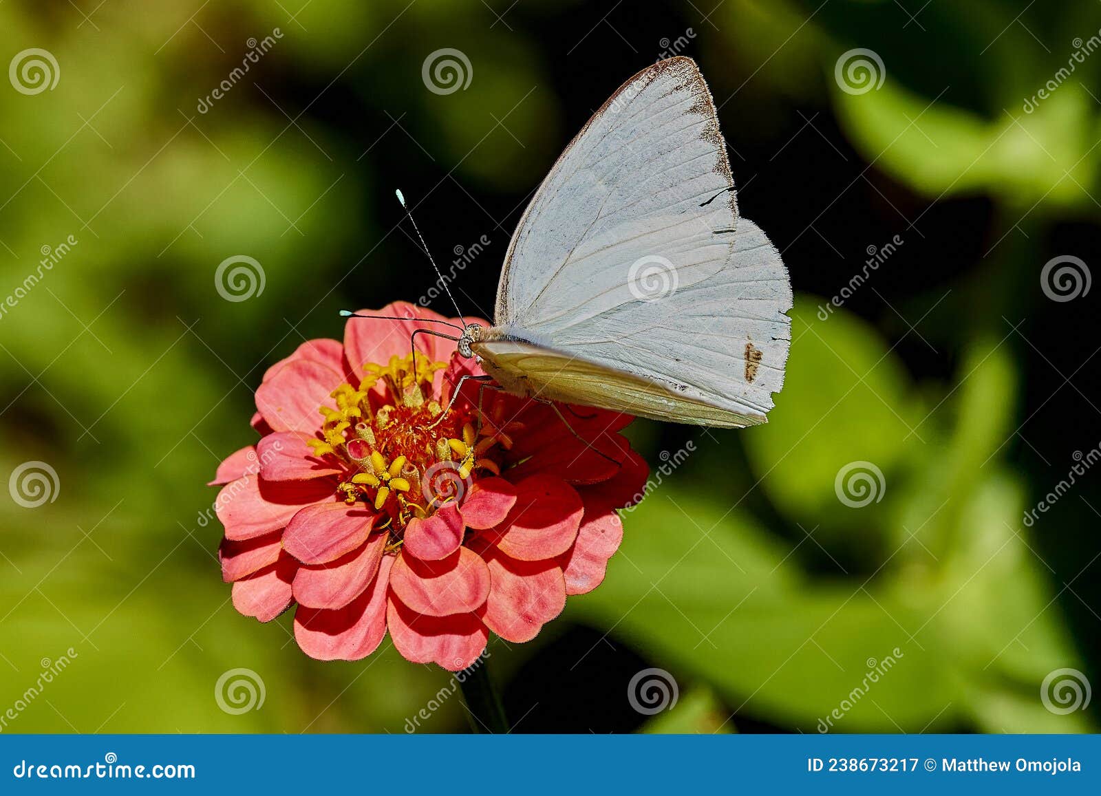 ascia monuste, the great southern white butterfly, pirpinto on a deep pink zinnia flower with great background blur.