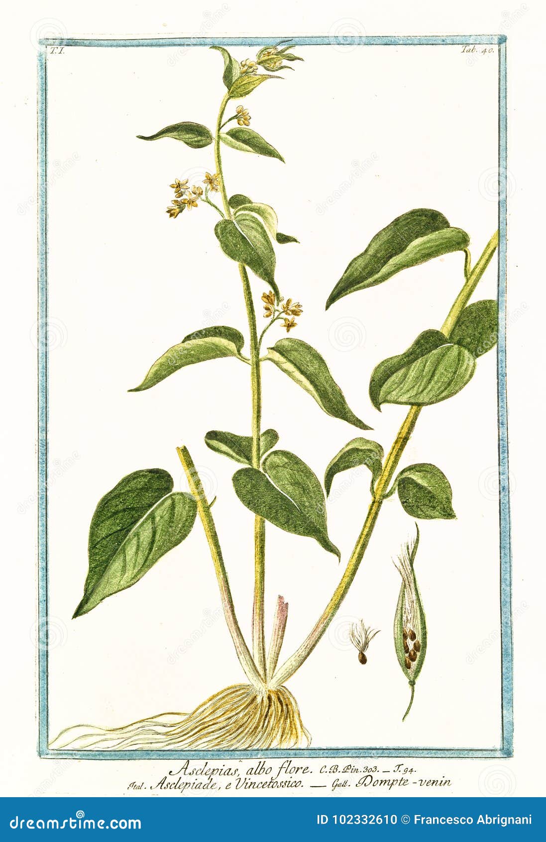 asclepias albo flore