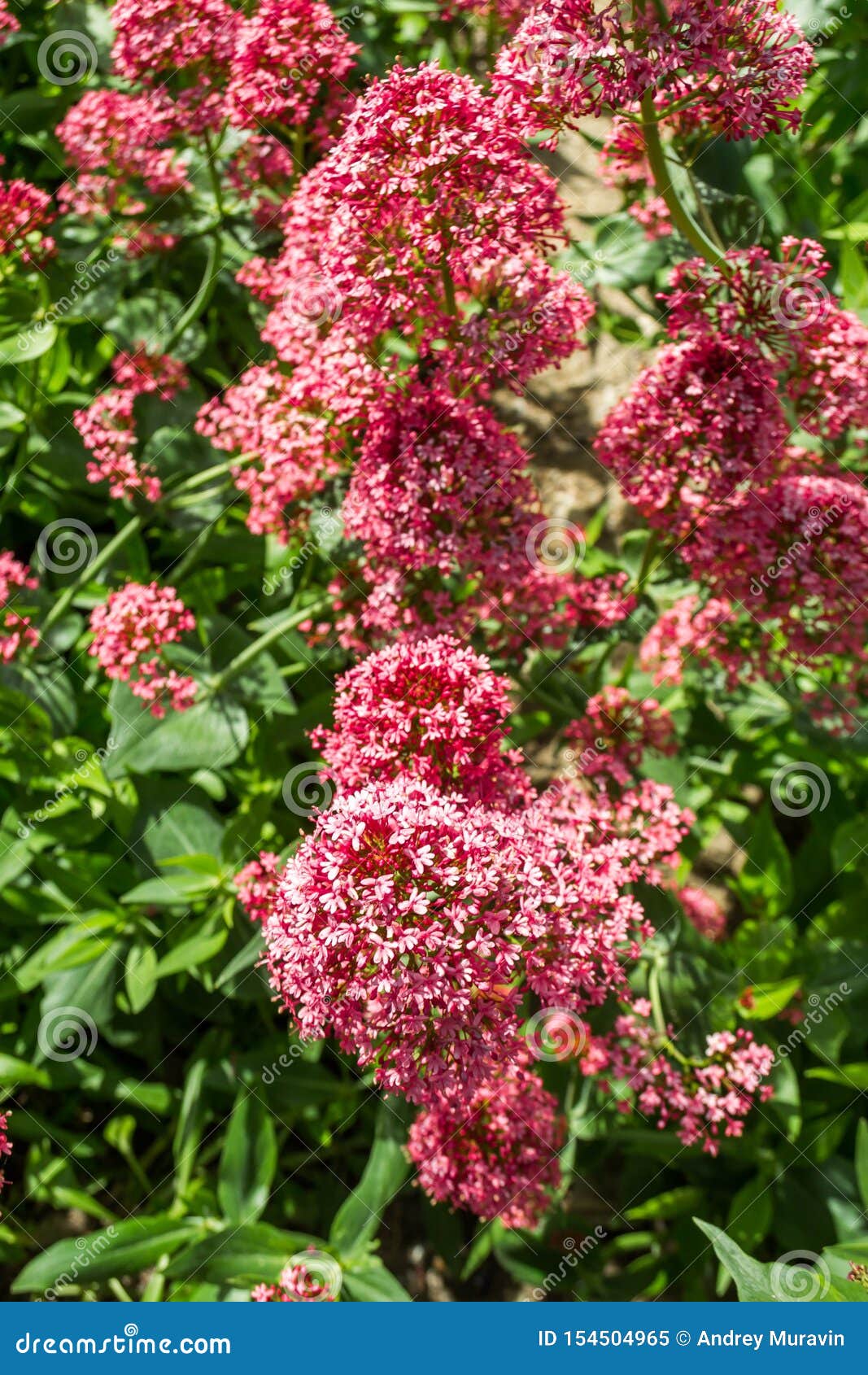 Asclepias stock image. Image of syriaca, blossom, wildflower - 154504965