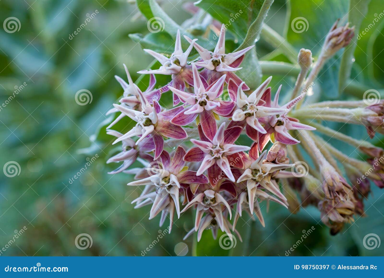 Asclepias Flowers in Nature in California Stock Image - Image of fresh ...