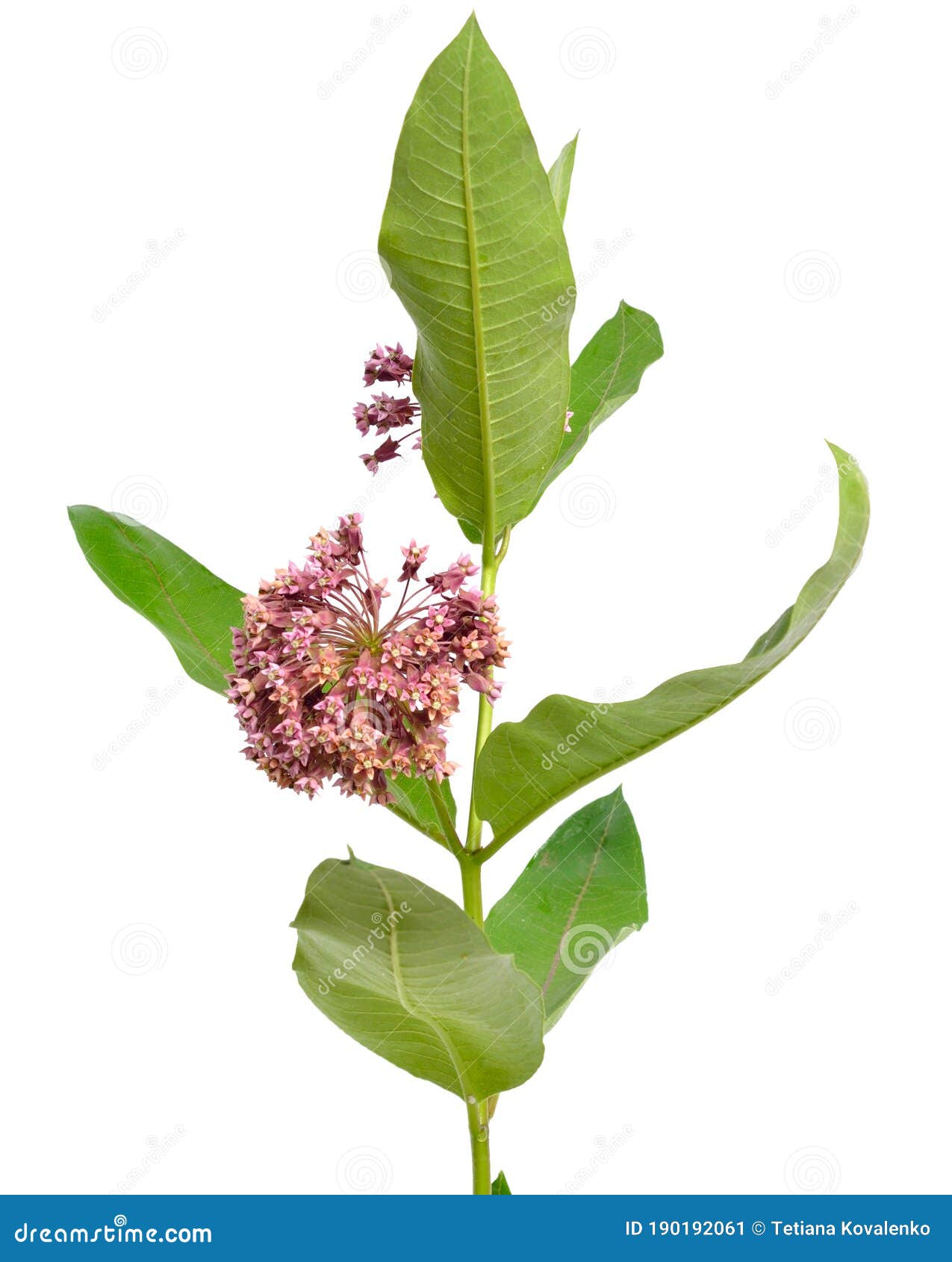 asclepias syriaca, commonly called common milkweed, butterfly flower, silkweed, silky swallow-wort.  on white