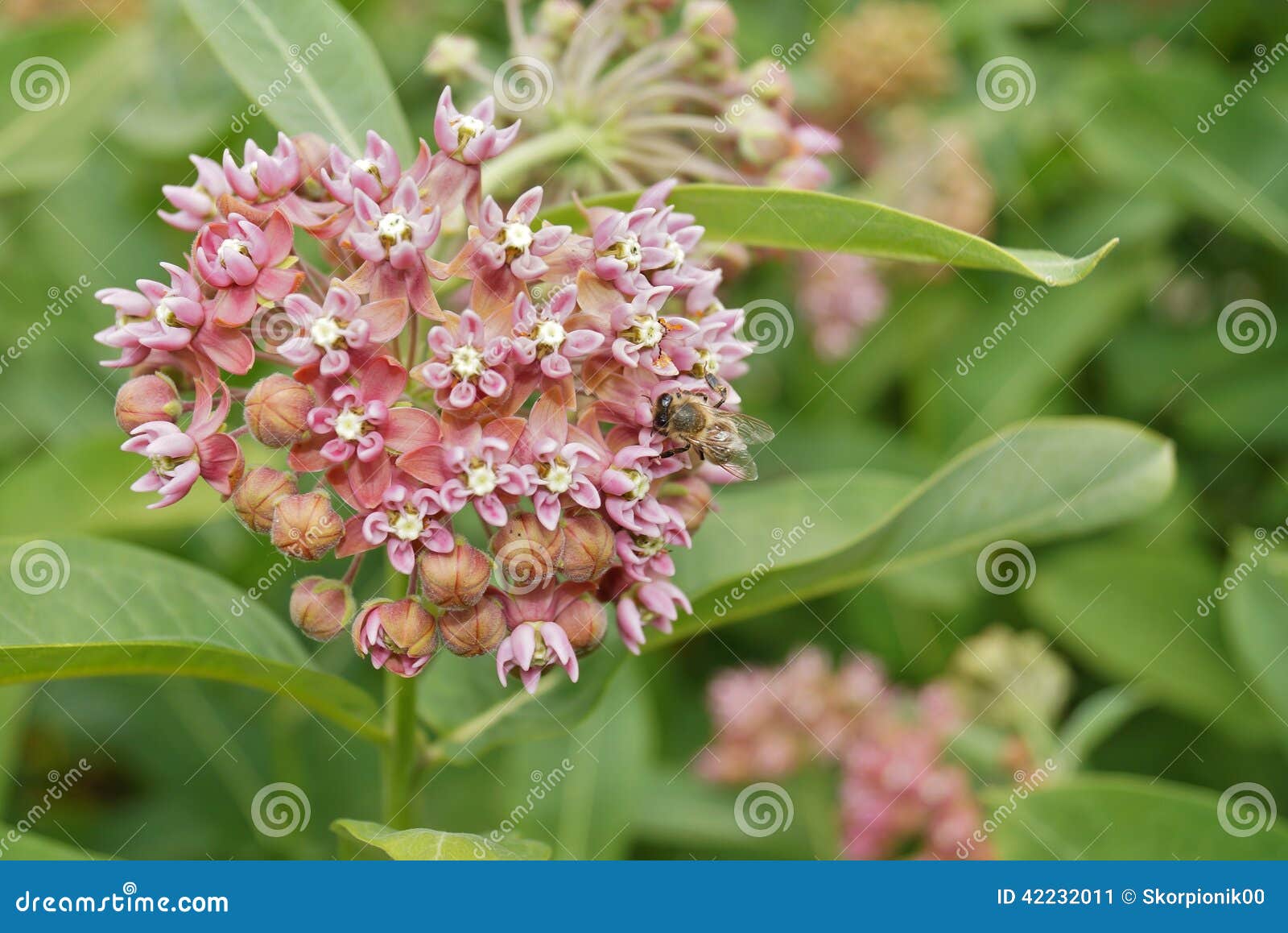 asclepias syriaca and working bees