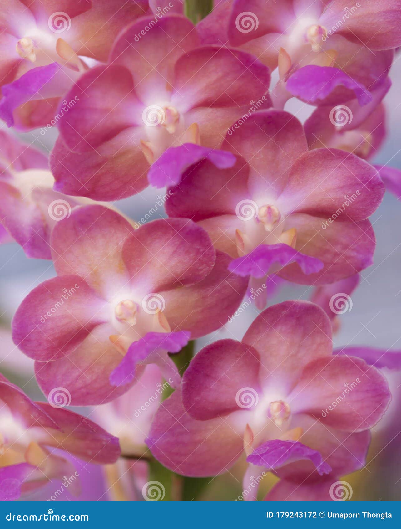 Ascocenda Roze Orchidee Bouquetthe Bloemen Zijn Helder Gekleurd. Hybride  Orchidee Tussen Ascocentrum En Vanda Stock Foto - Image of versheid,  achtergrond: 179243172