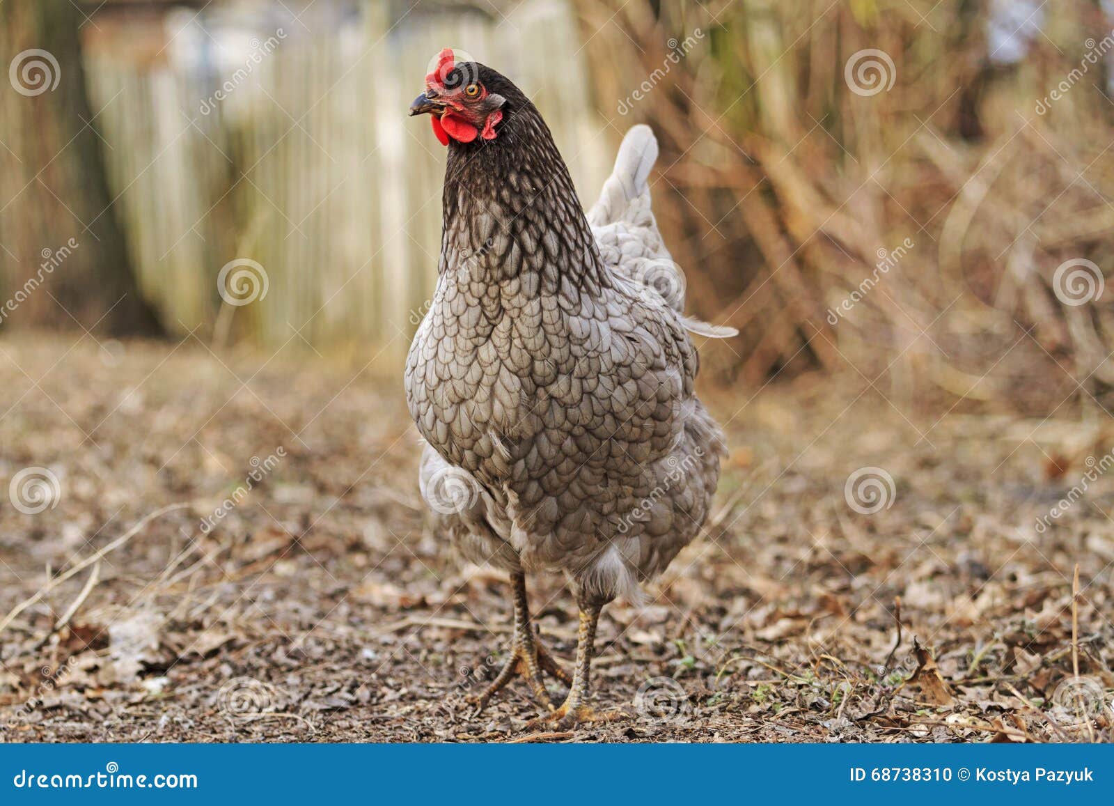 Ash chicken farm stock photo. Image of head, color, beak 68738310