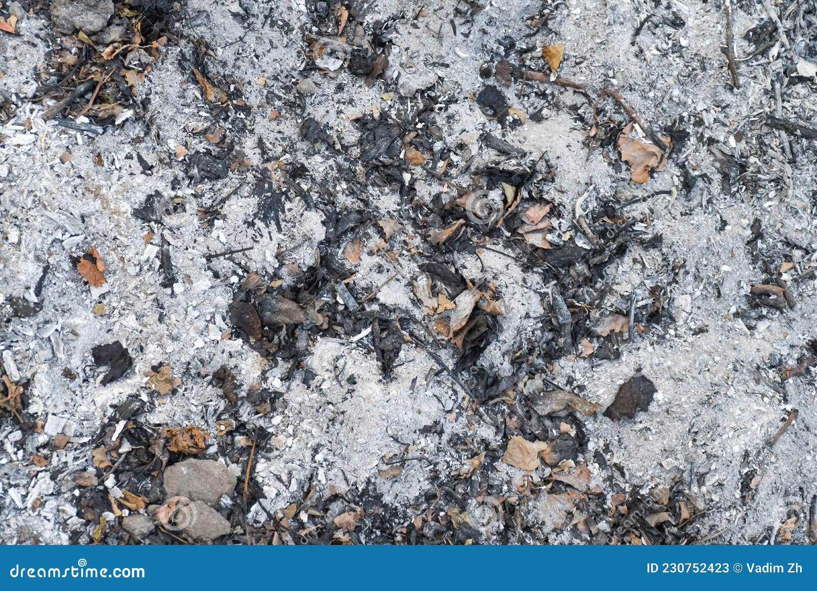 Ash from a Fire and Burnt Leaves from Trees Stock Image Image of