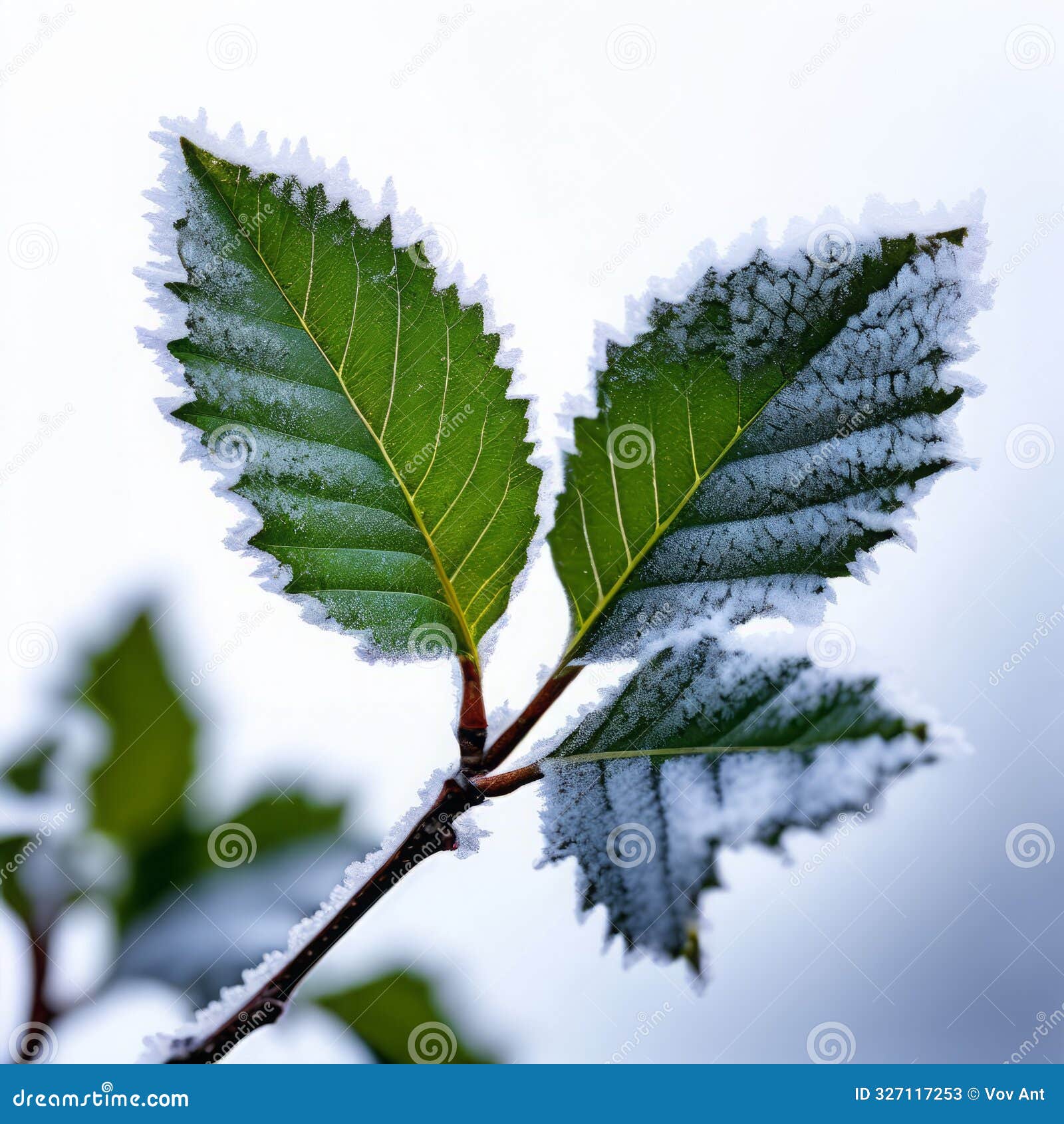 ash leaf frost damage or discoloration of ash tree lea