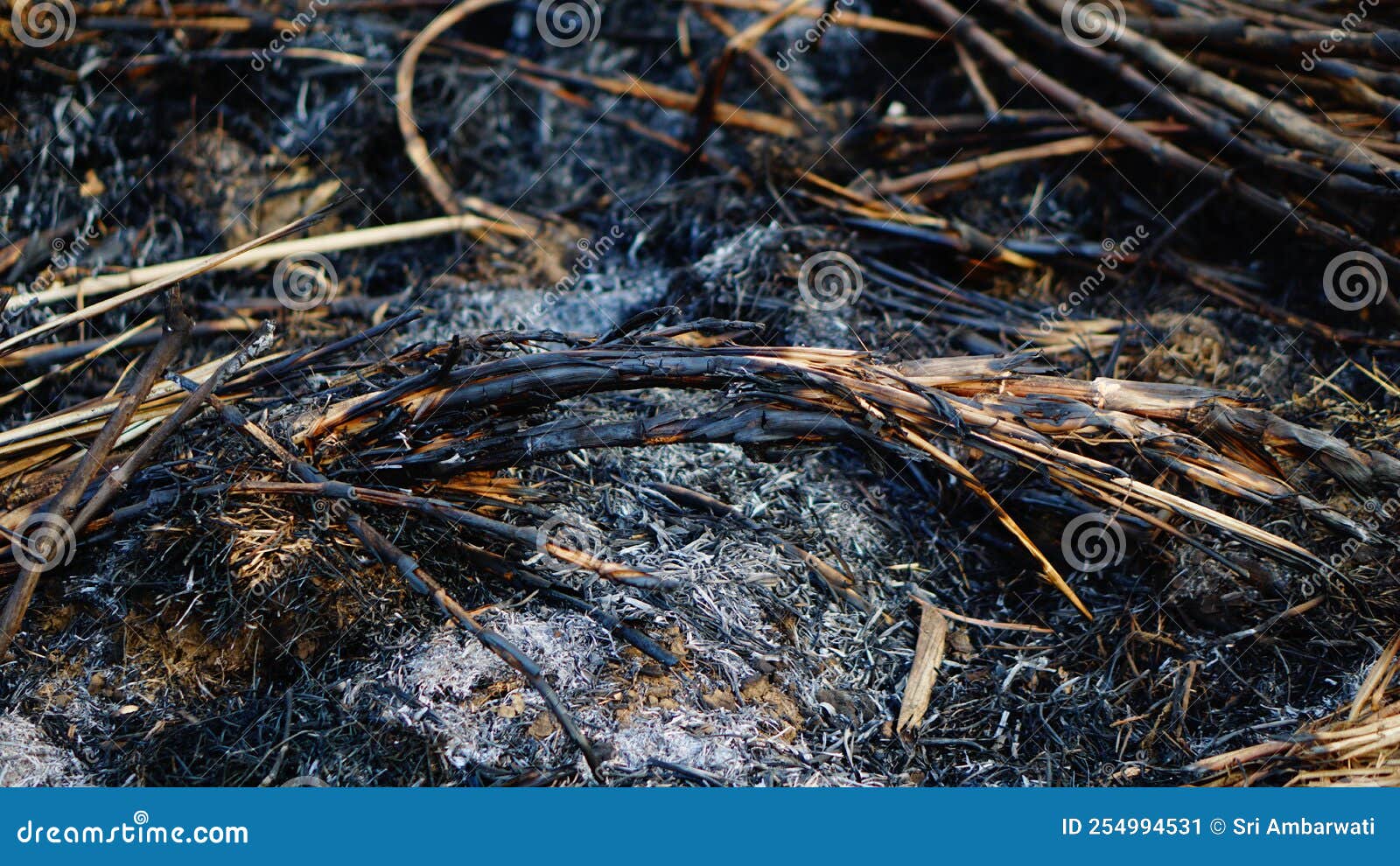 Ash from Burning Bamboo Trees Stock Image Image of stick, burned 254994531