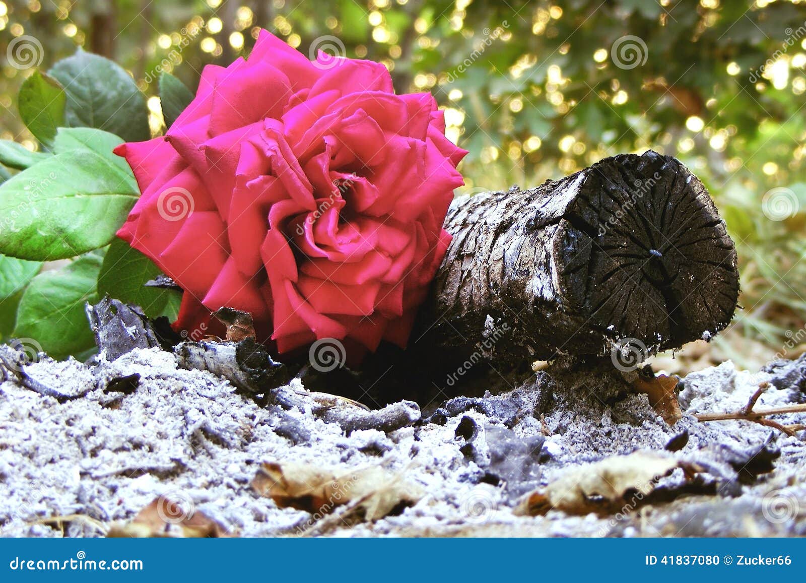 Ash and rose stock photo. Image of firewood, flower, death 41837080