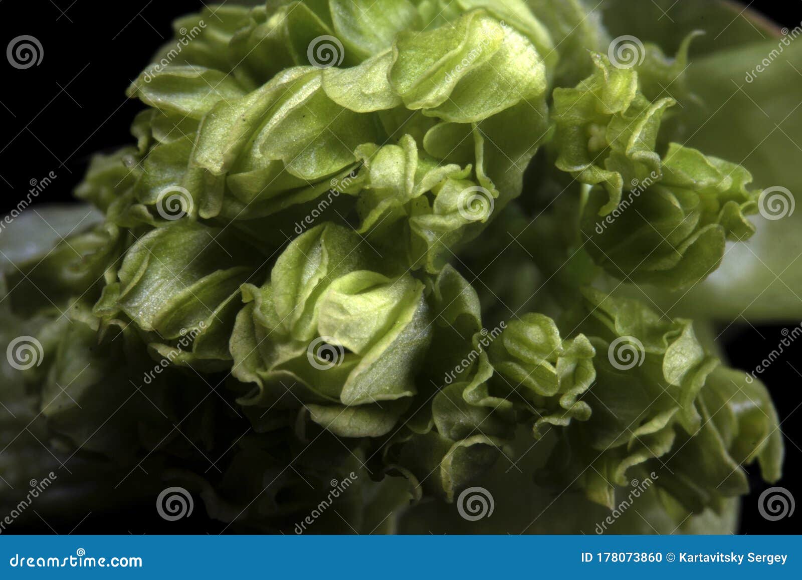 Ash Tree Blossoms stock photo. Image of fraxinus, flowers 178073860