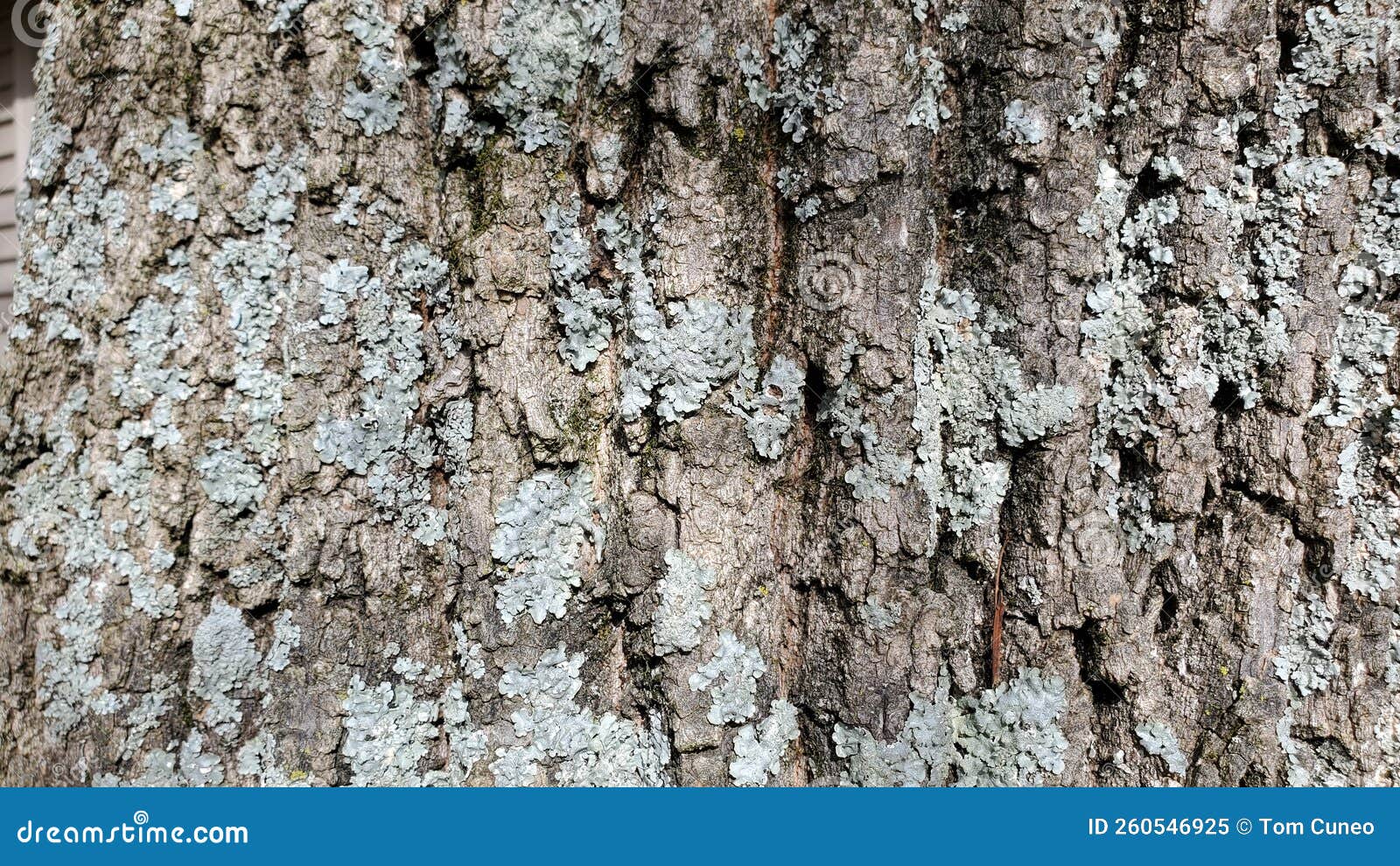 Ash Tree Close Up with Lichen Growing on it Stock Image Image of