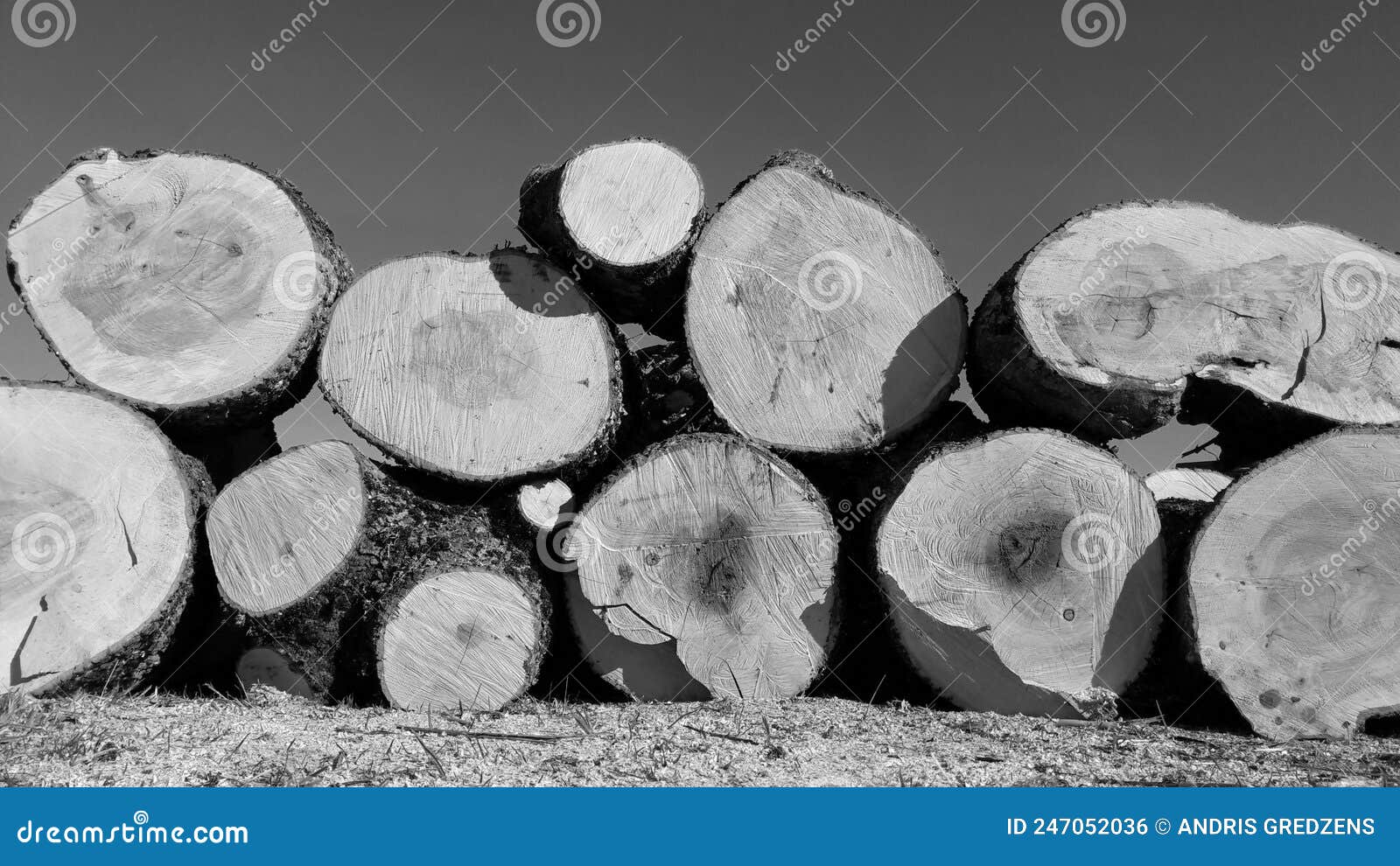 Ash tree firewood block stock photo. Image of cold, firewood 247052036