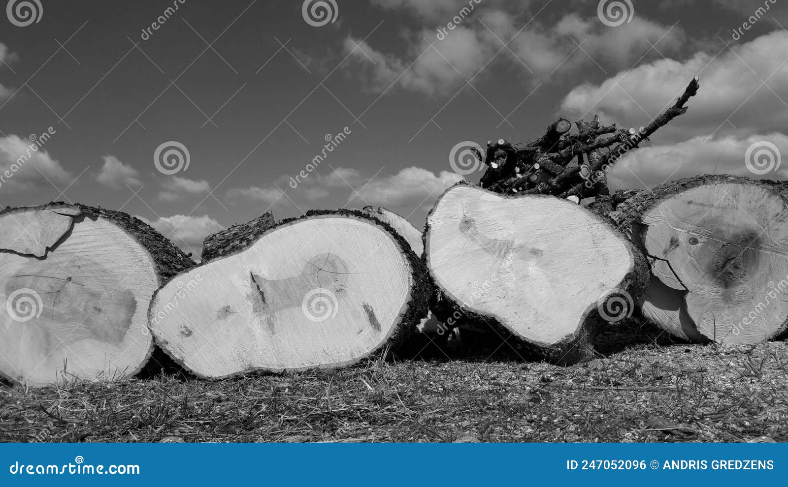 Ash tree firewood block stock photo. Image of nature 247052096