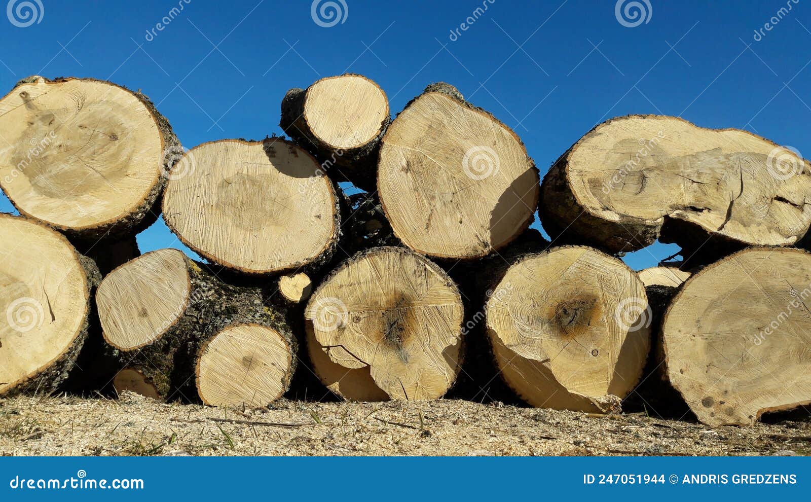 Ash tree firewood block stock photo. Image of plant 247051944