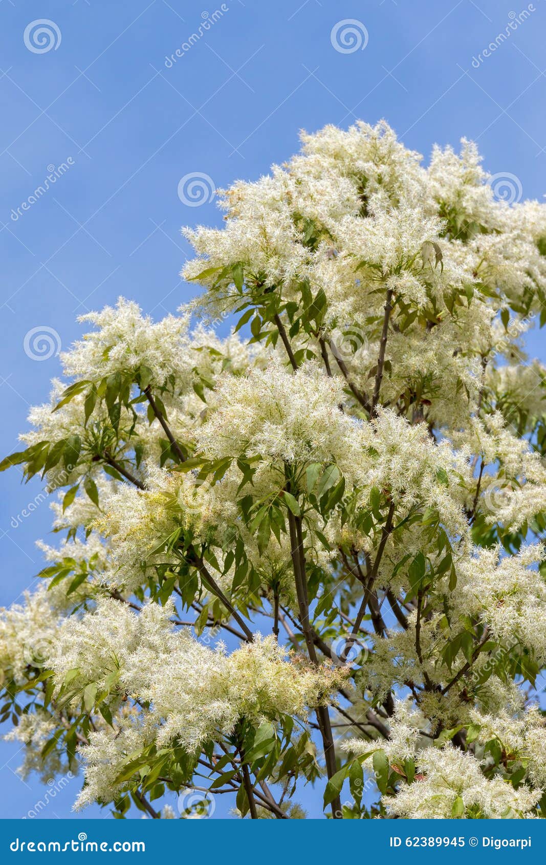 Ash tree flowers stock image. Image of oleaceae, leaves 62389945
