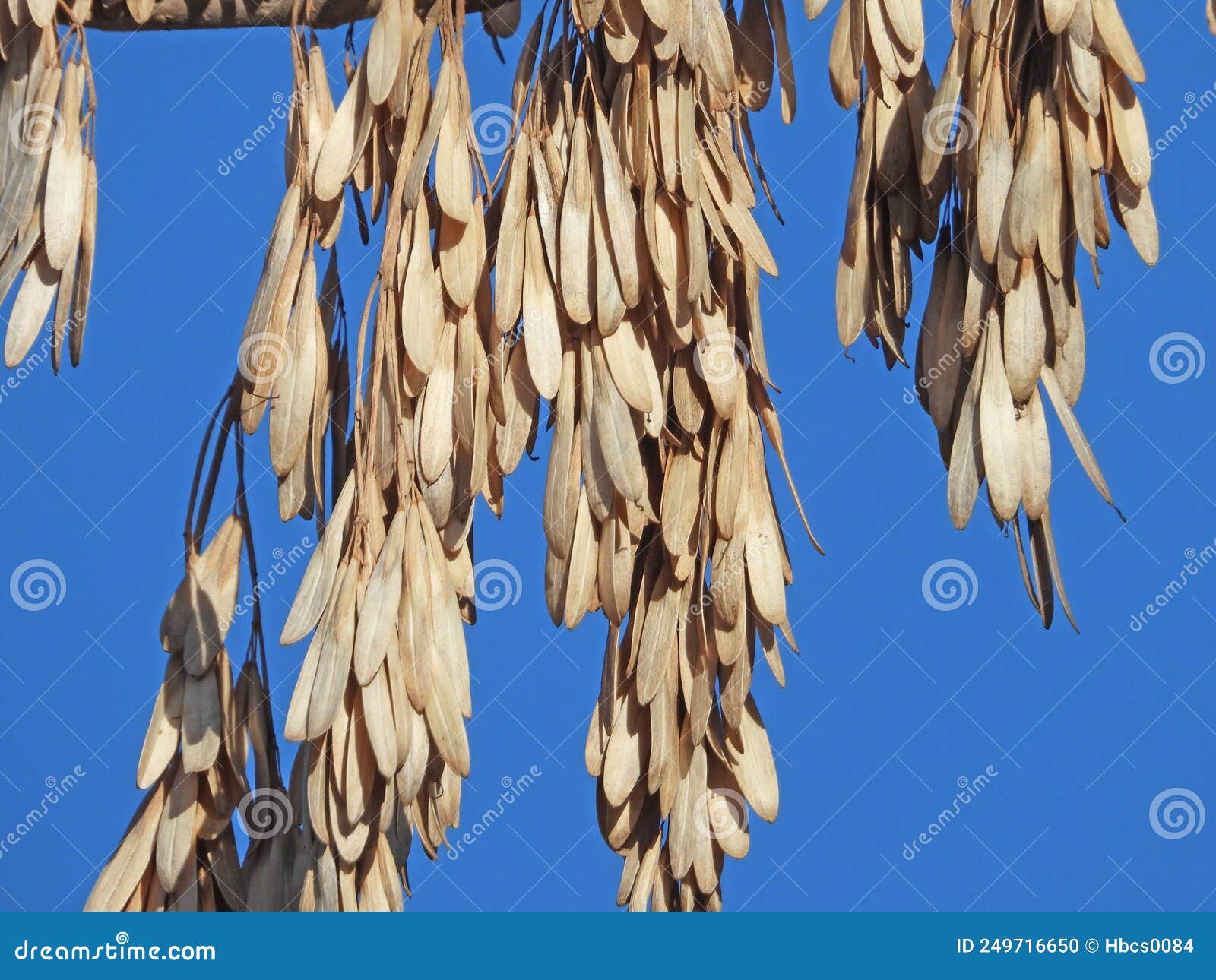 spoon d fruit of ash