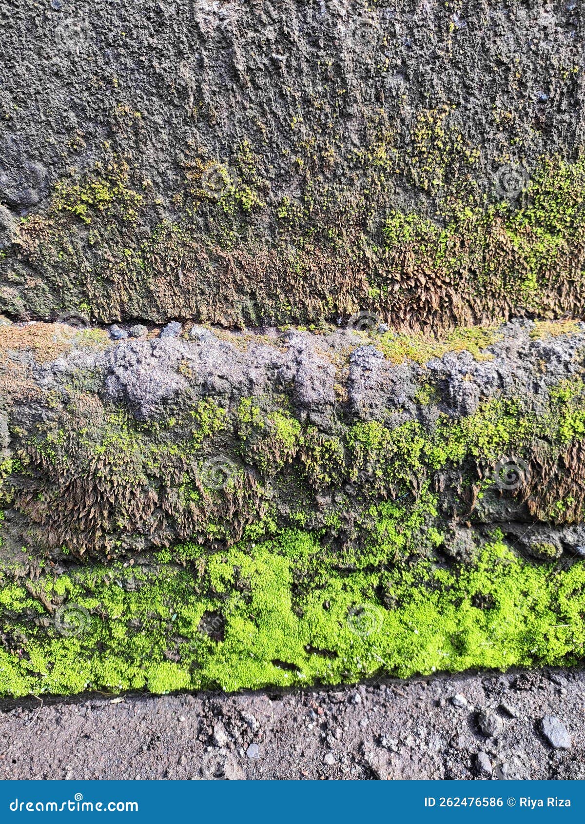 Ash Walls Overgrown with Green Moss Stock Photo Image of moss, walls