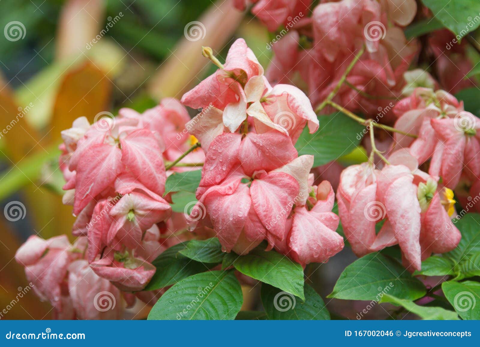 Ashanti Blood, Red Flag Bush, Dogwood Tropical Foto de Stock - Imagem de  fundo, florescer: 167002046