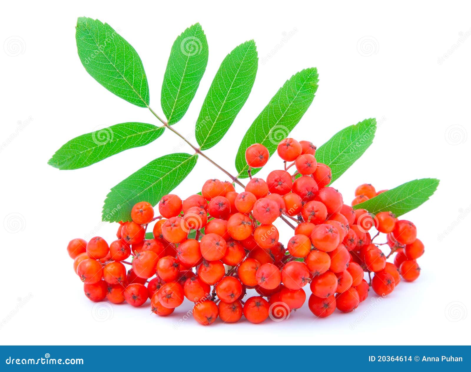 Ashberry stock photo. Image of rowan, white, fruit, frame - 20364614