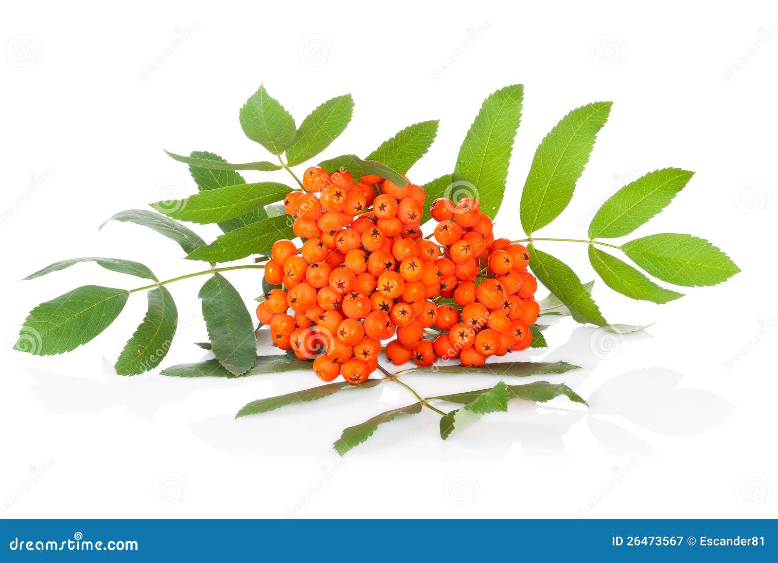 Ashberry isolated on white stock image. Image of natural - 26473567