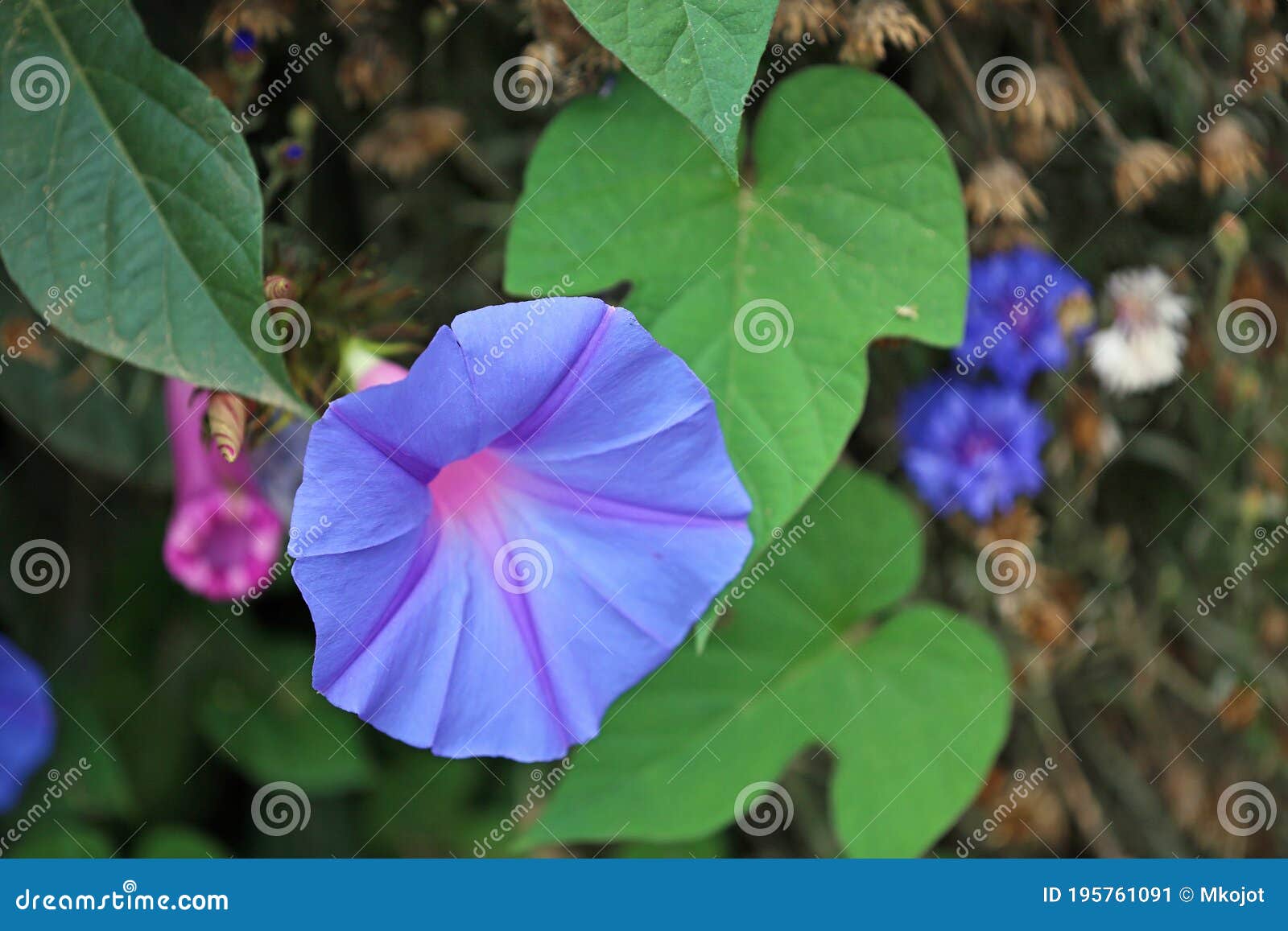 Blue Morning Glory Flower Stock Image Image Of Natural 195761091