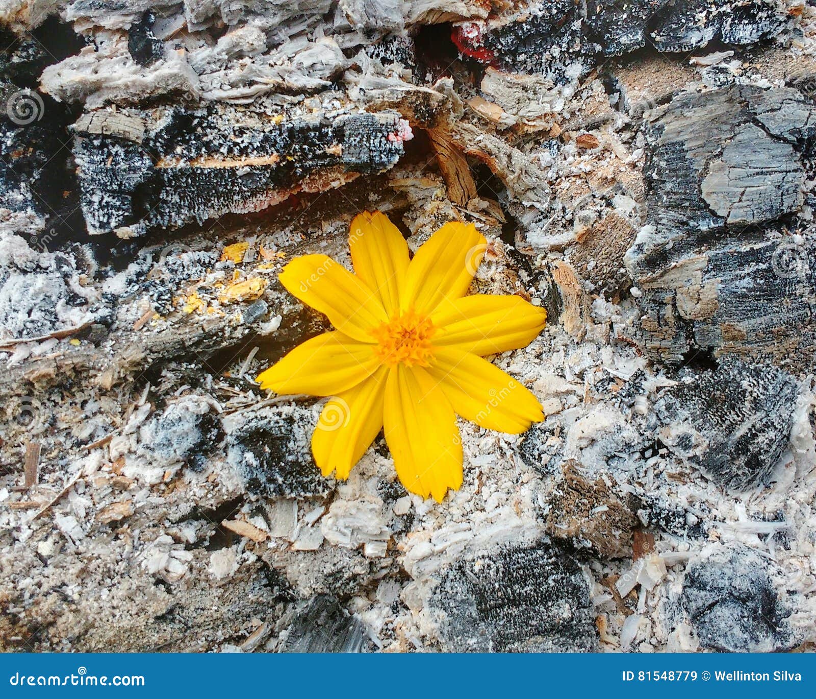 In the ashes stock image. Image of flower, strong, ashes 81548779