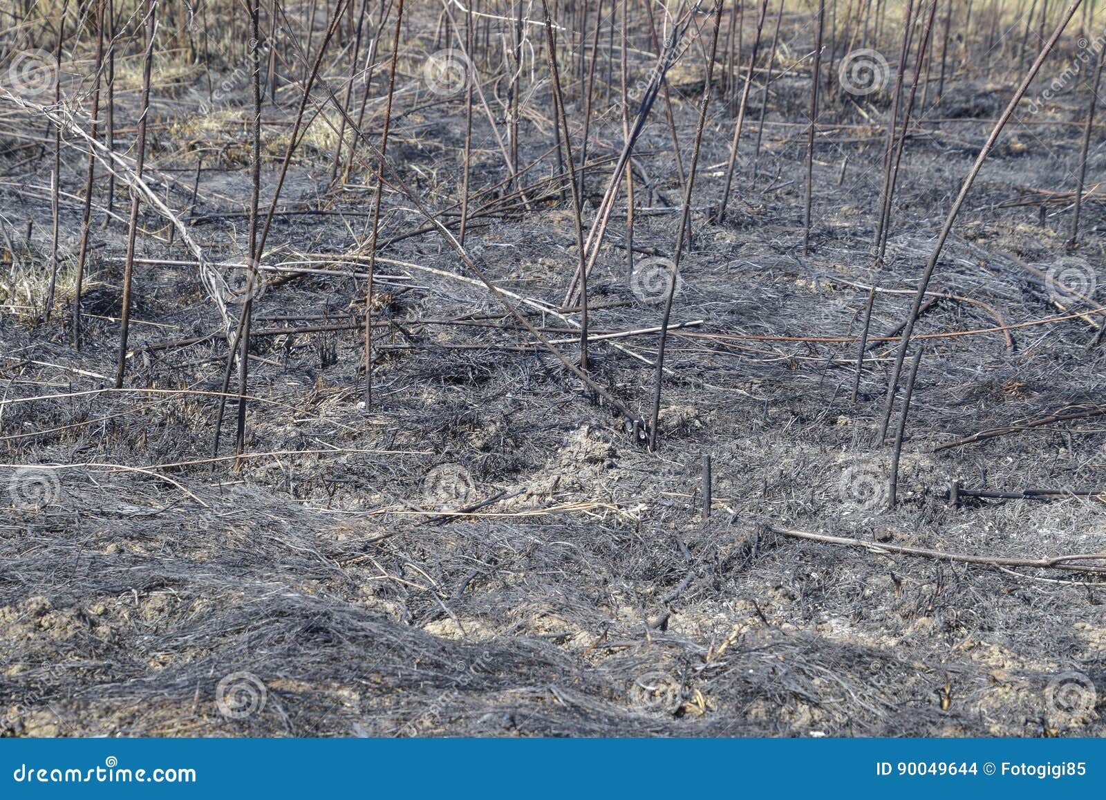 Ashes from the Burned Grass on the Soil. after the Fire, the Landscape