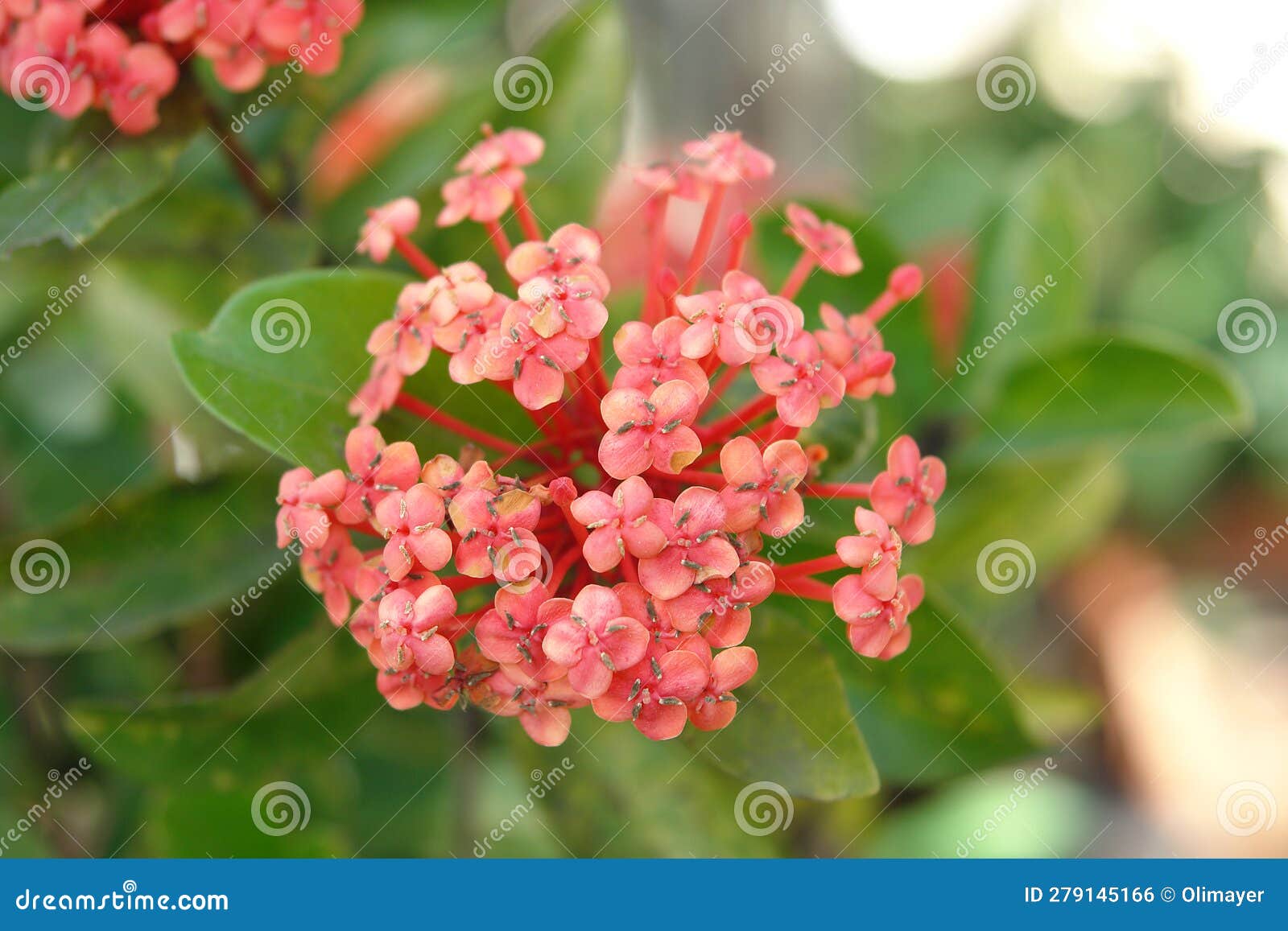 blooming branch of ashoka flower