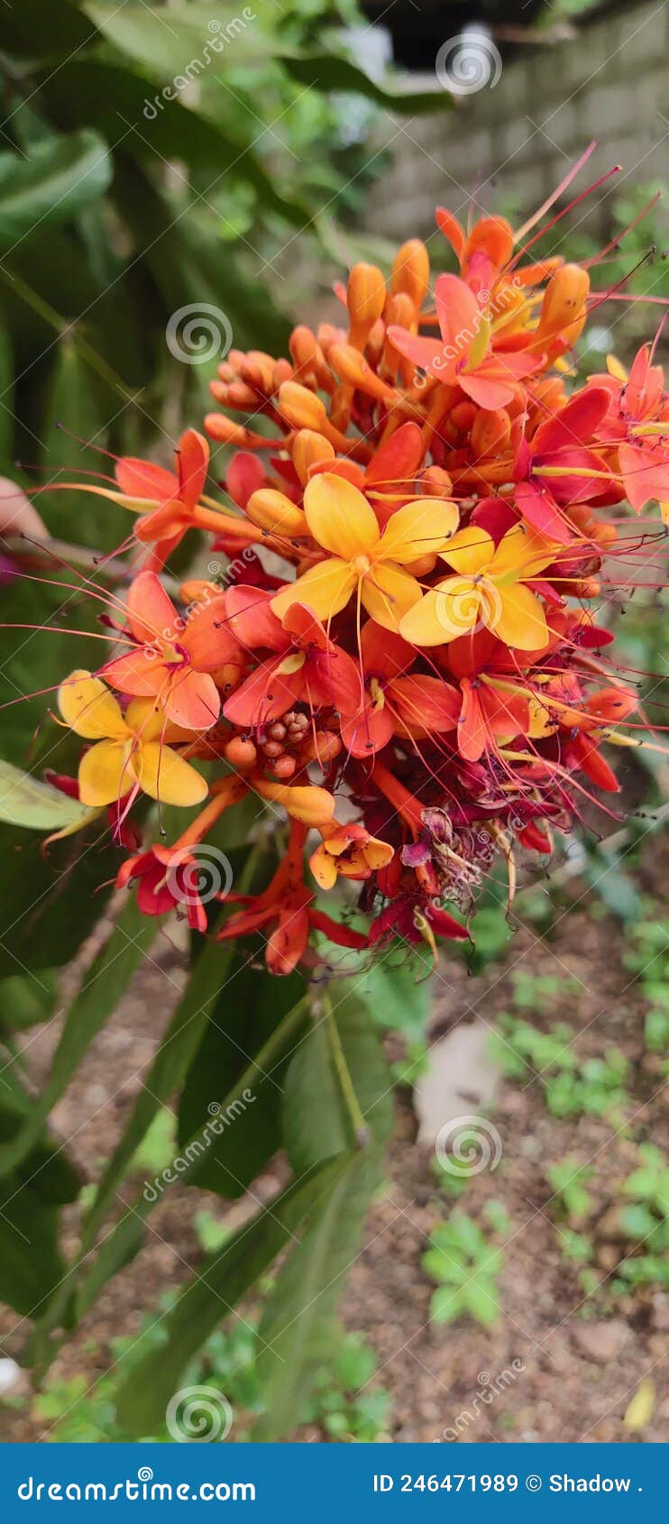 Ashoka flower stock image. Image of evergreen, wildflower 246471989