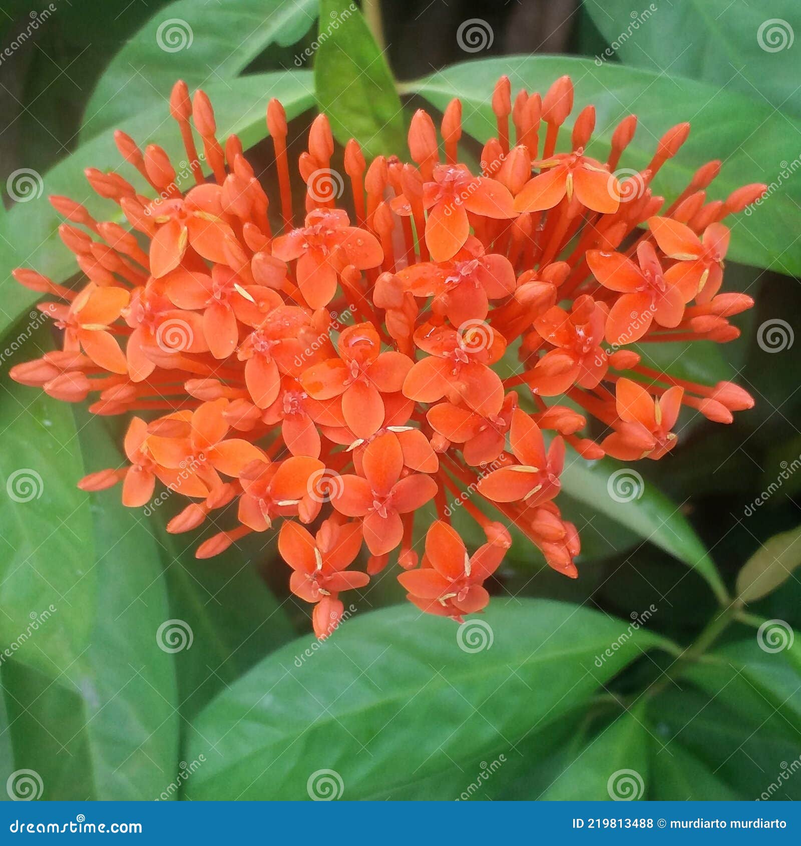 Ashoka Flower is a Type of Ornamental Plant. Stock Photo Image of
